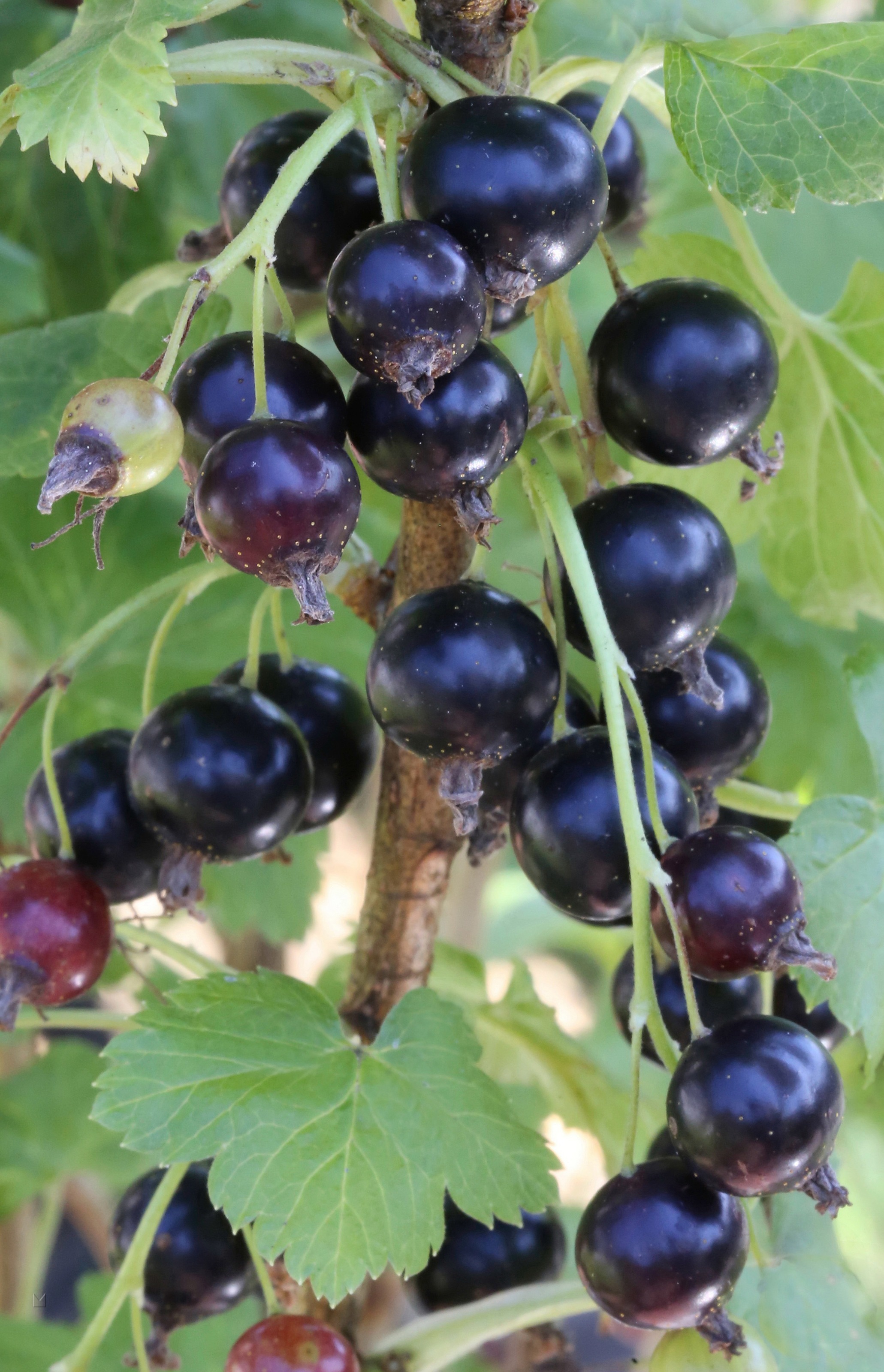 BCM Obstpflanze »Jostabeere«, (2 St.), Höhe: 50-60 cm, 2 Pflanzen kaufen