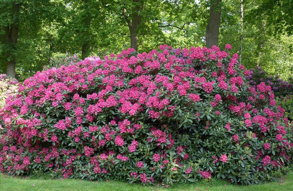 BCM Hecken »Rhododendron 'Catawbiense Grandiflorum'«, (1 St.), Höhe: 25-30 cm, 1 Pflanze kaufen
