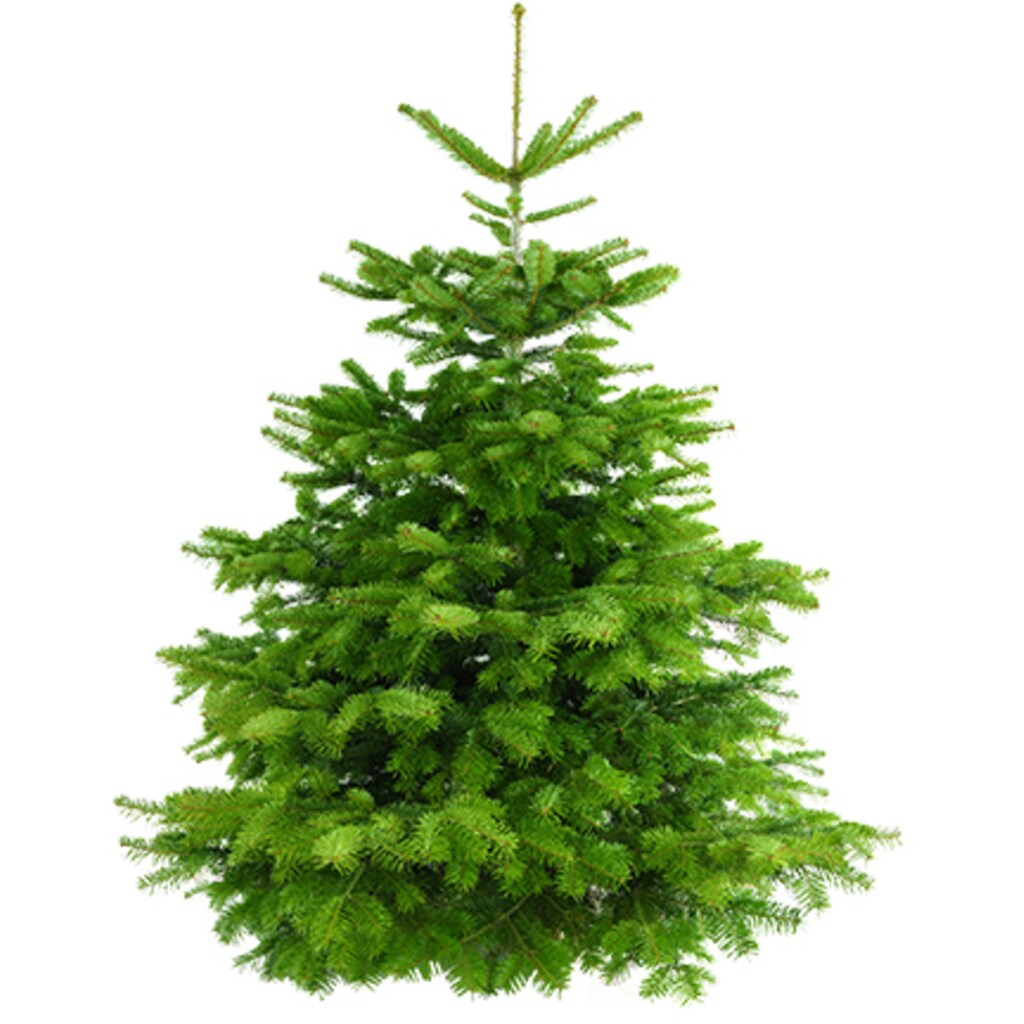 Weihnachtsbaum Guru Echter Weihnachtsbaum »Nordmanntanne, Weihnachtsdeko«, Nordmanntanne, zum Aufstellen