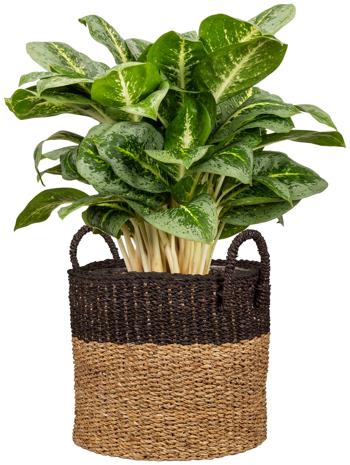 Scheurich Blumentopf »nut brown 23/516«
