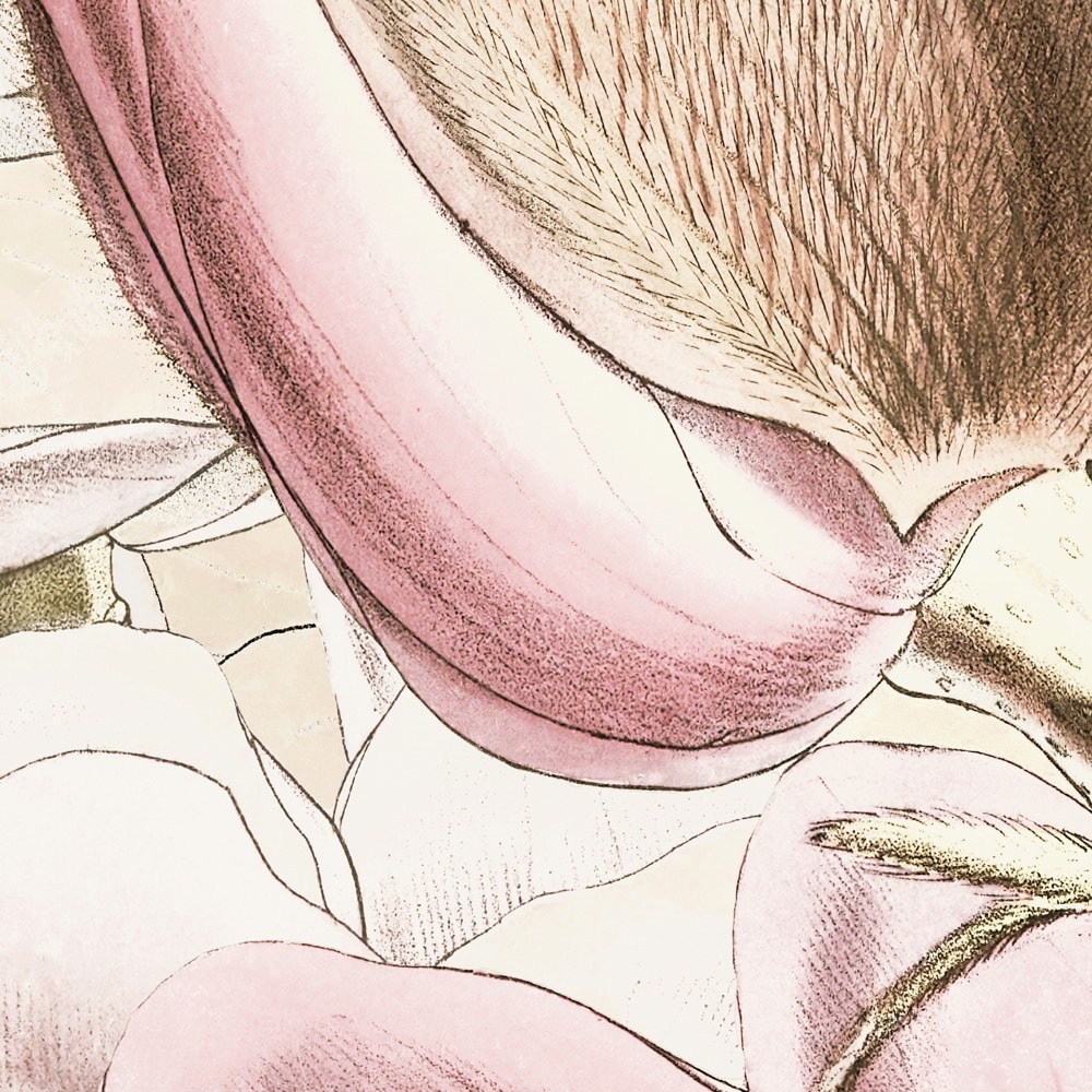 Komar Fototapete »Vlies Fototapete - Petals - Größe 350 x 250 cm« Motiv | bedruckt glatt