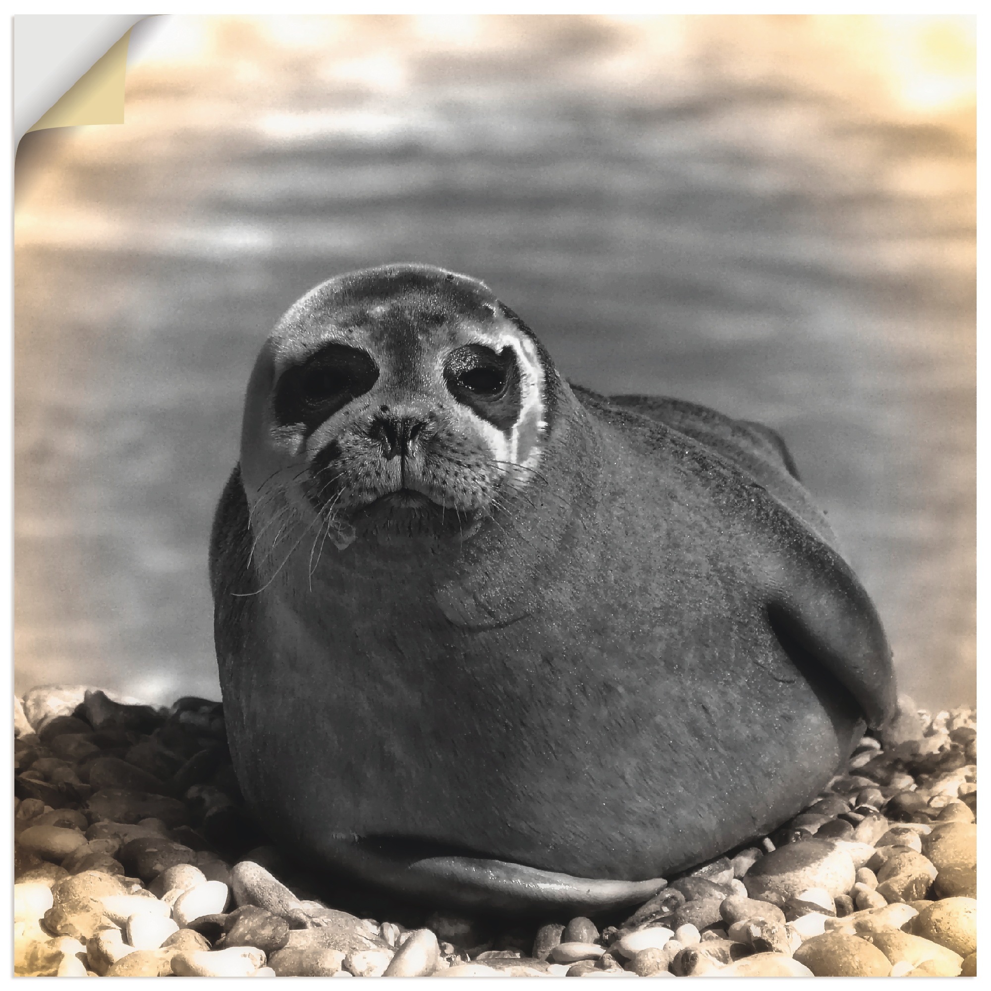 Artland | BAUR Wassertiere, (1 Wandaufkleber Poster in oder Größen Kontakt«, St.), versch. »Seehund Alubild, bestellen als Leinwandbild, Wandbild