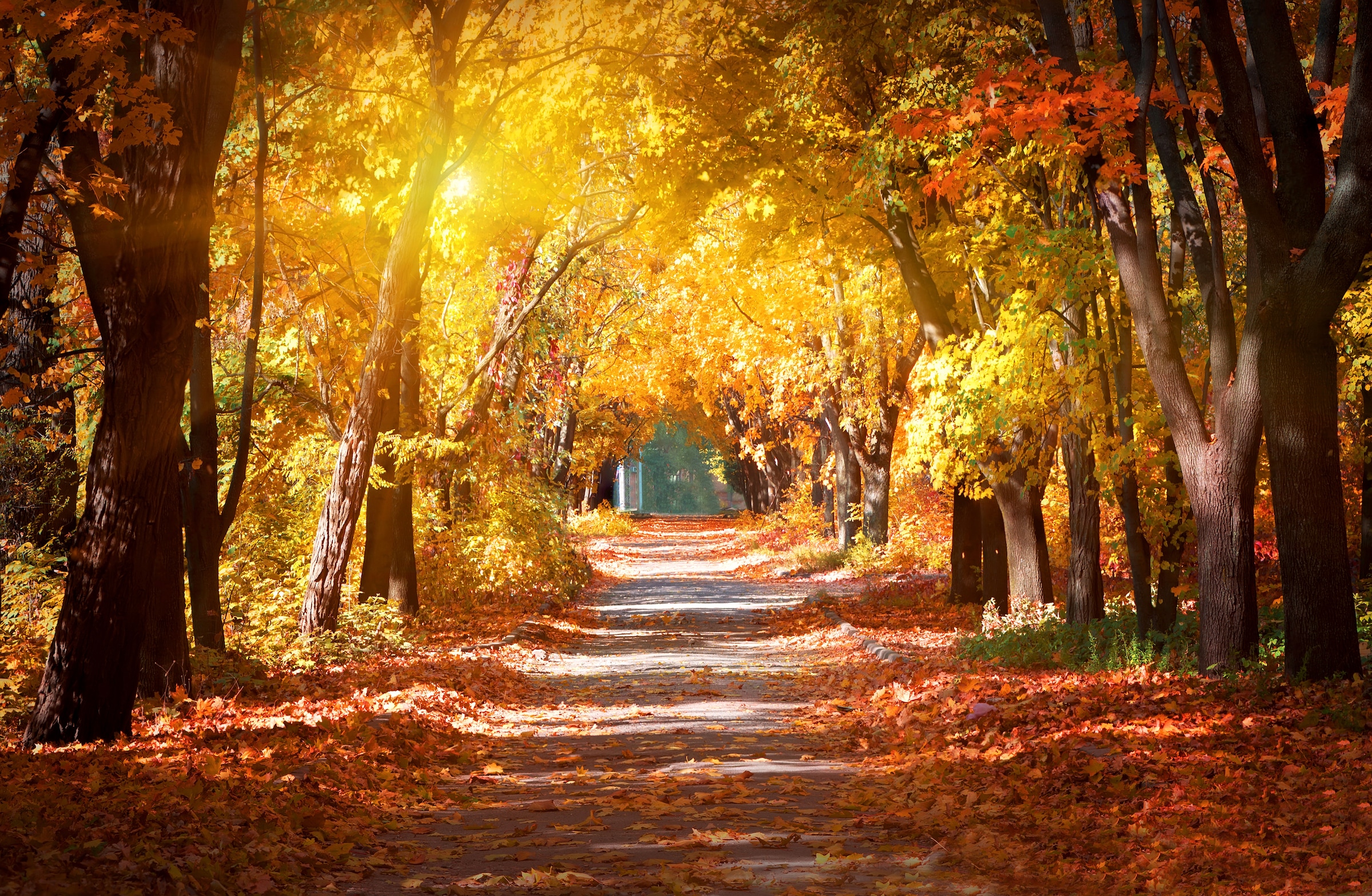 Papermoon Fototapete "Alley in the Autumn Park" glatt