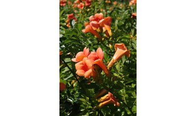 BCM Kletterpflanze »Klettertrompete grandiflora«, (3 St.), Höhe: 80-100 cm, 3 Pflanzen kaufen