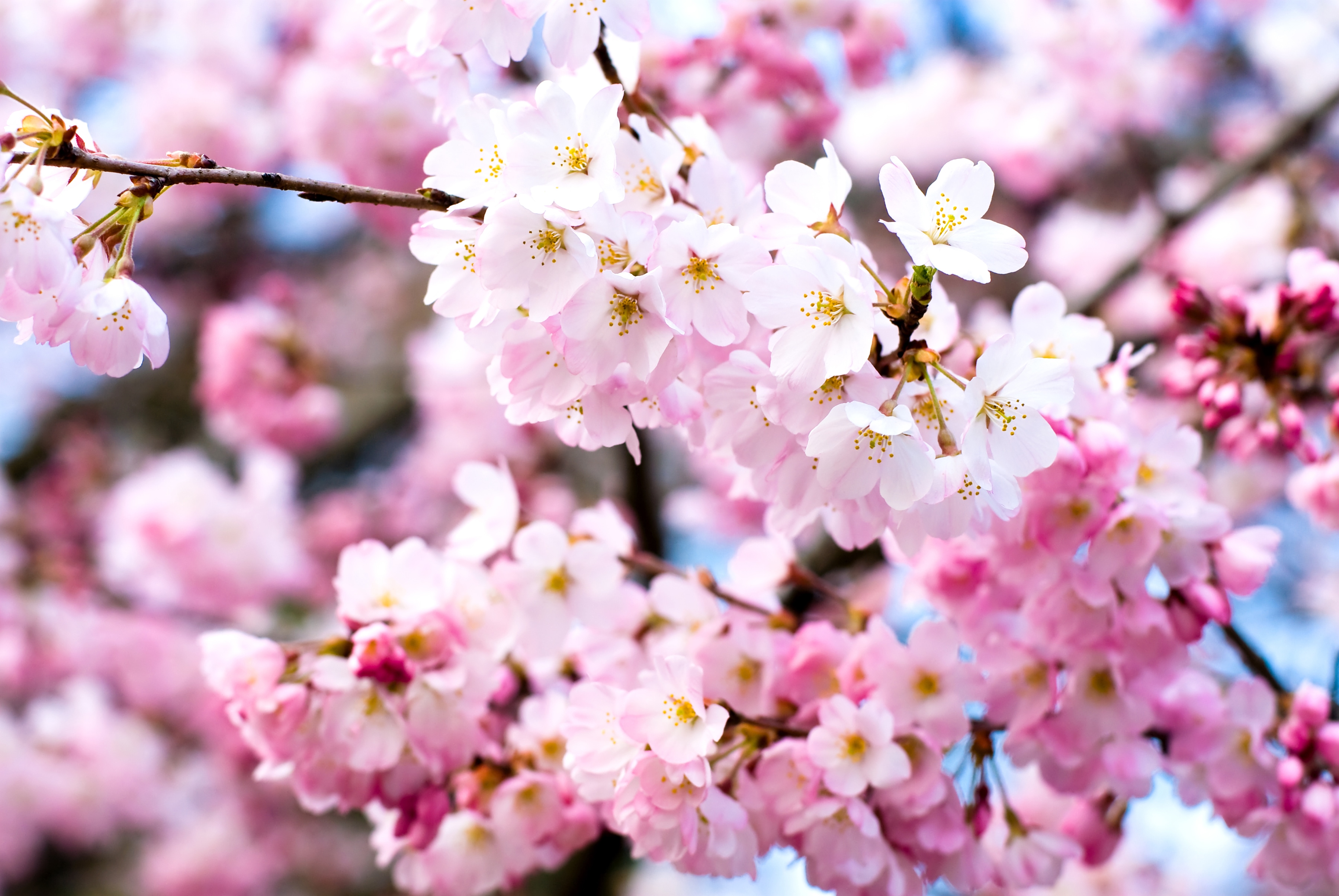 Papermoon "Cherry Blossoms" glatt