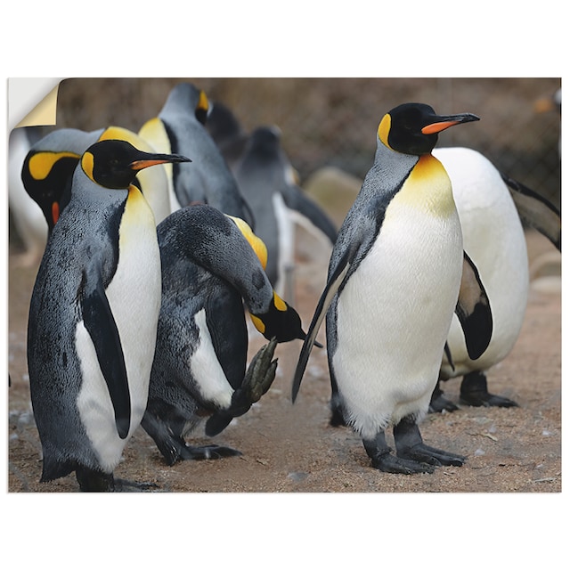 Artland Wandbild »Königspinguin«, Vögel, (1 St.), als Alubild, Leinwandbild,  Wandaufkleber oder Poster in versch. Größen kaufen | BAUR