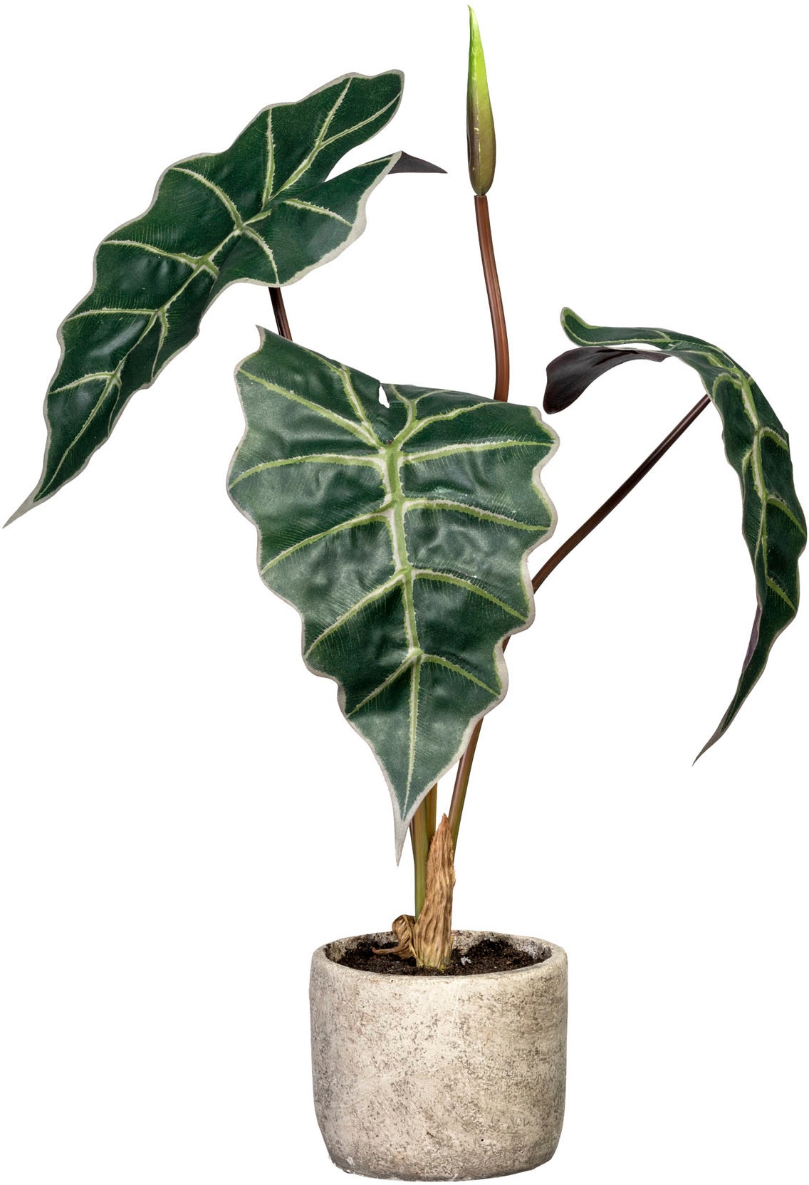 Creativ green Künstliche Zimmerpflanze »Alocasia«, im Zementtopf