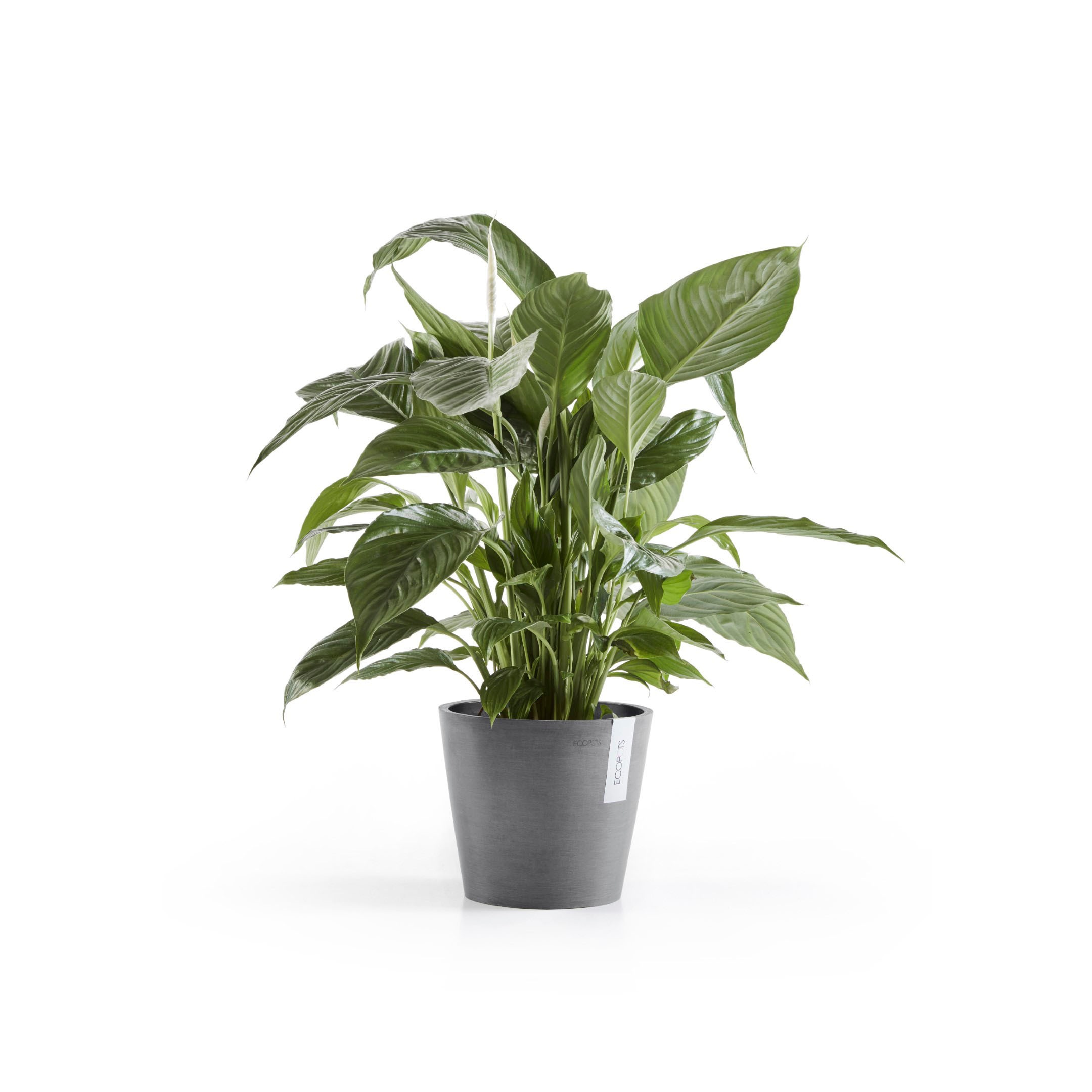 ECOPOTS Blumentopf »Amsterdam«, ØxH: 20x17,5 cm