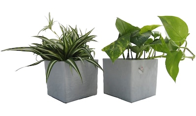 Dominik Zimmerpflanze »Grünpflanzen-Set«, (2 St.), Höhe: 15 cm, 2 Pflanzen in Dekotöpfen kaufen