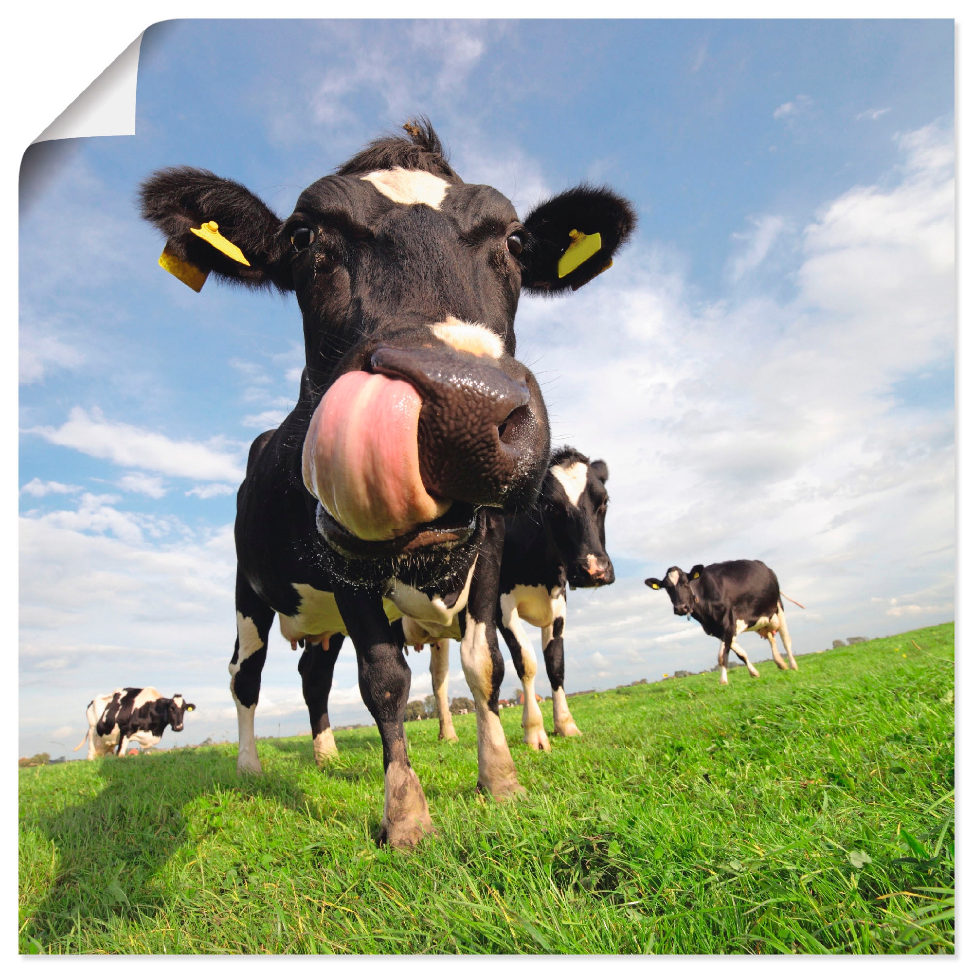 Wandbild »Holstein-Kuh mit gewaltiger Zunge«, Haustiere, (1 St.), als Alubild,...