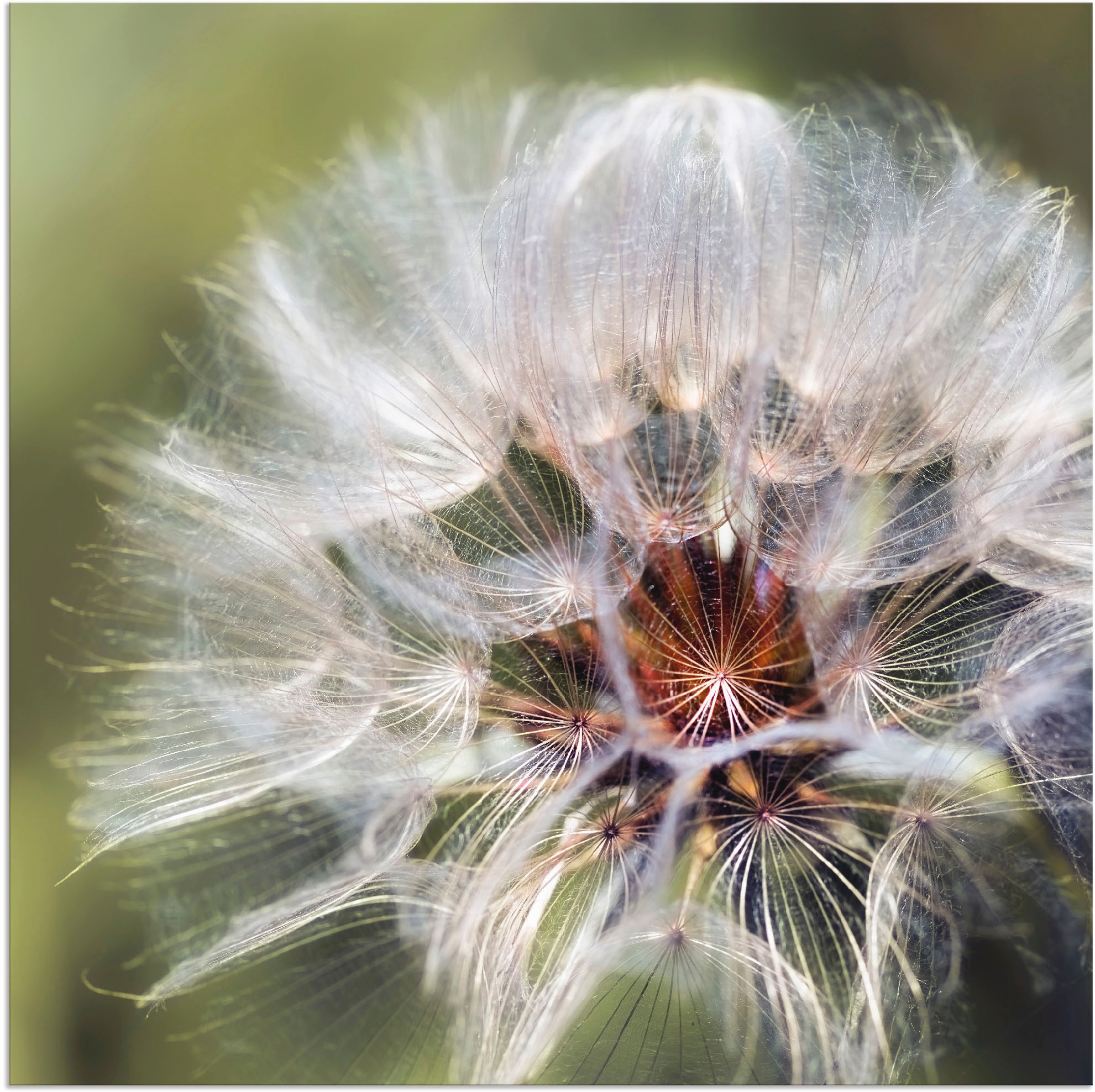 Artland Alu-Dibond-Druck "Pusteblume II" Blumen 1 Stk. tlg. für Innen- und Außenbereich geeignet, Outdoorbild