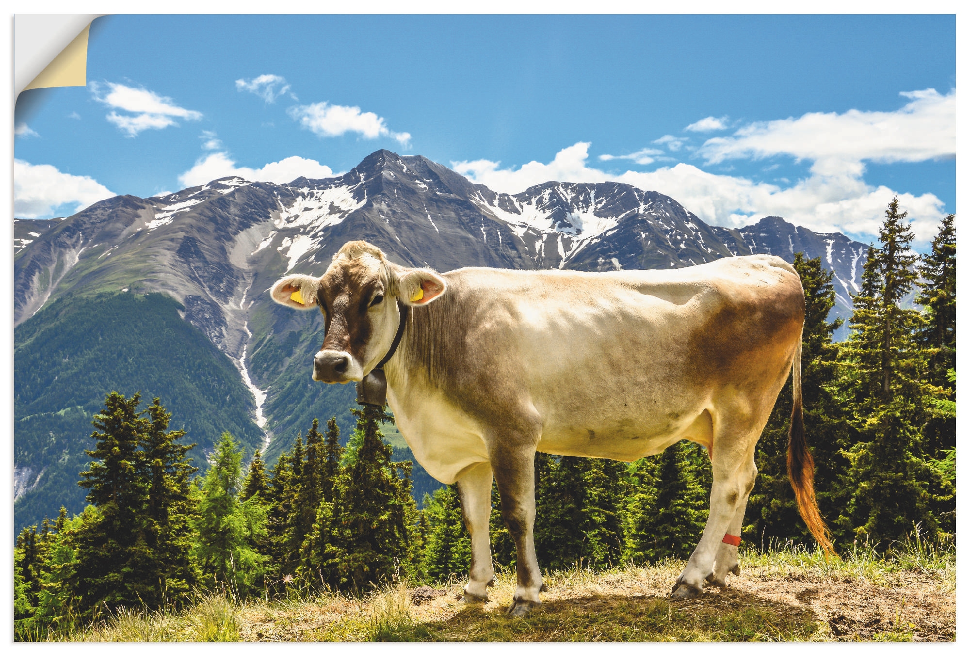 Artland Wandbild "Bergkuh in den Alpen im Sommer", Haustiere, (1 St.), als Leinwandbild, Poster, Wandaufkleber in versch