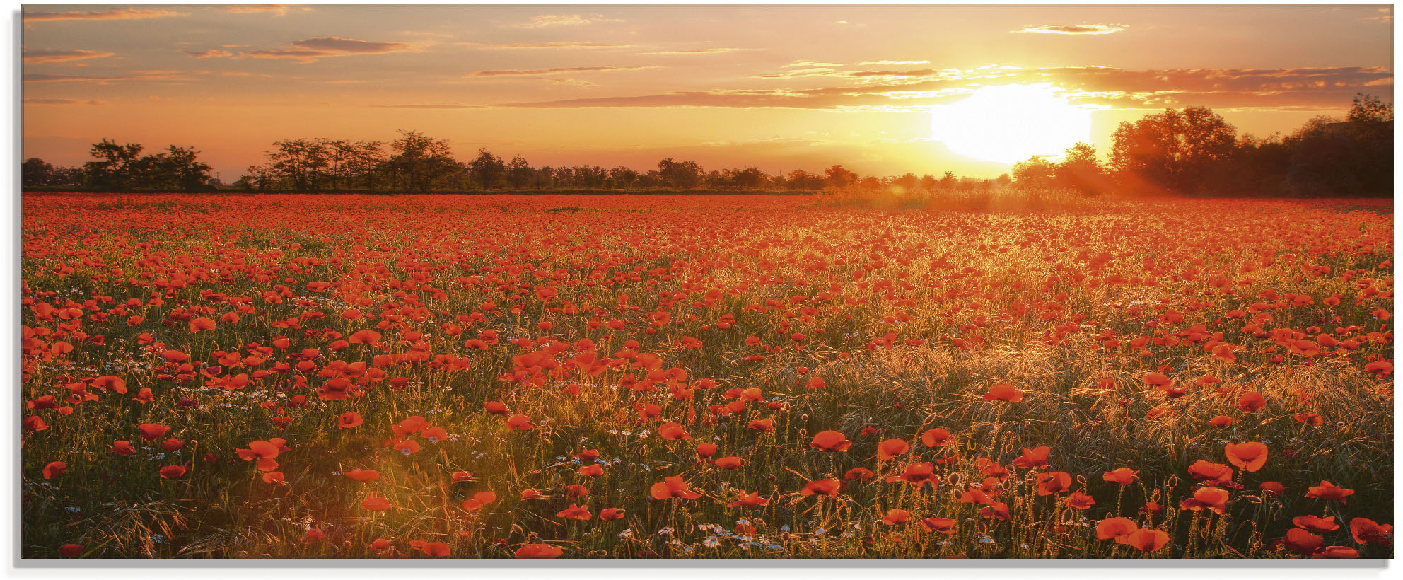 Artland Glasbild "Mohnblumenfeld bei Sonnenuntergang" Blumen 1 Stk. tlg. in verschiedenen Größen