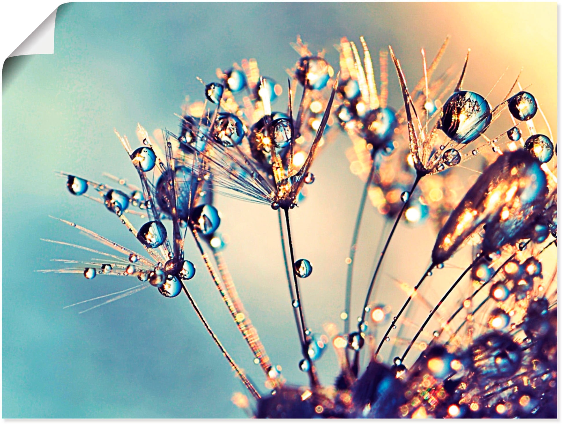 Artland Wandbild "Pusteblume Glitzertau" Blumen 1 Stk. tlg. als Leinwandbild, Poster in verschied. Größen