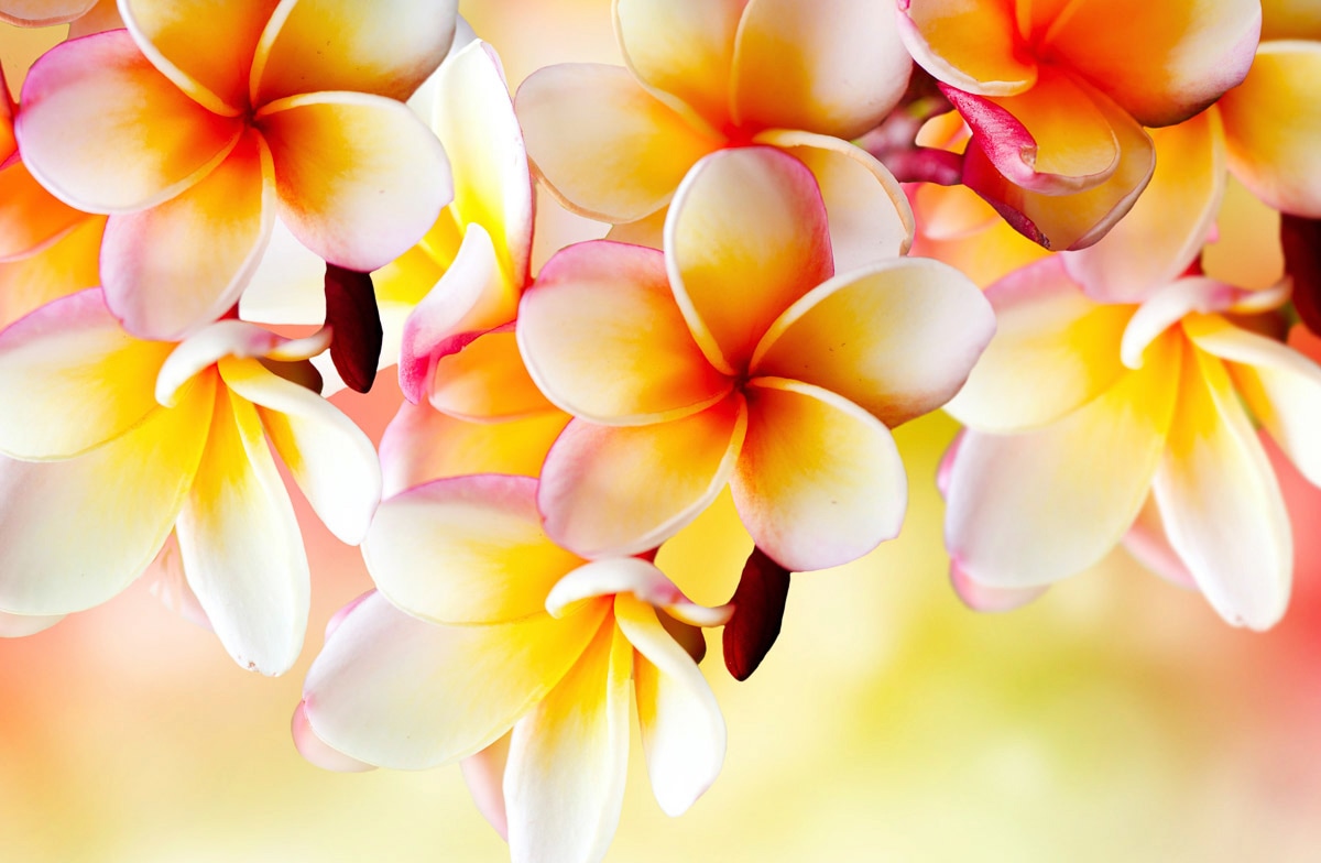 Papermoon Fototapete "Blumen"