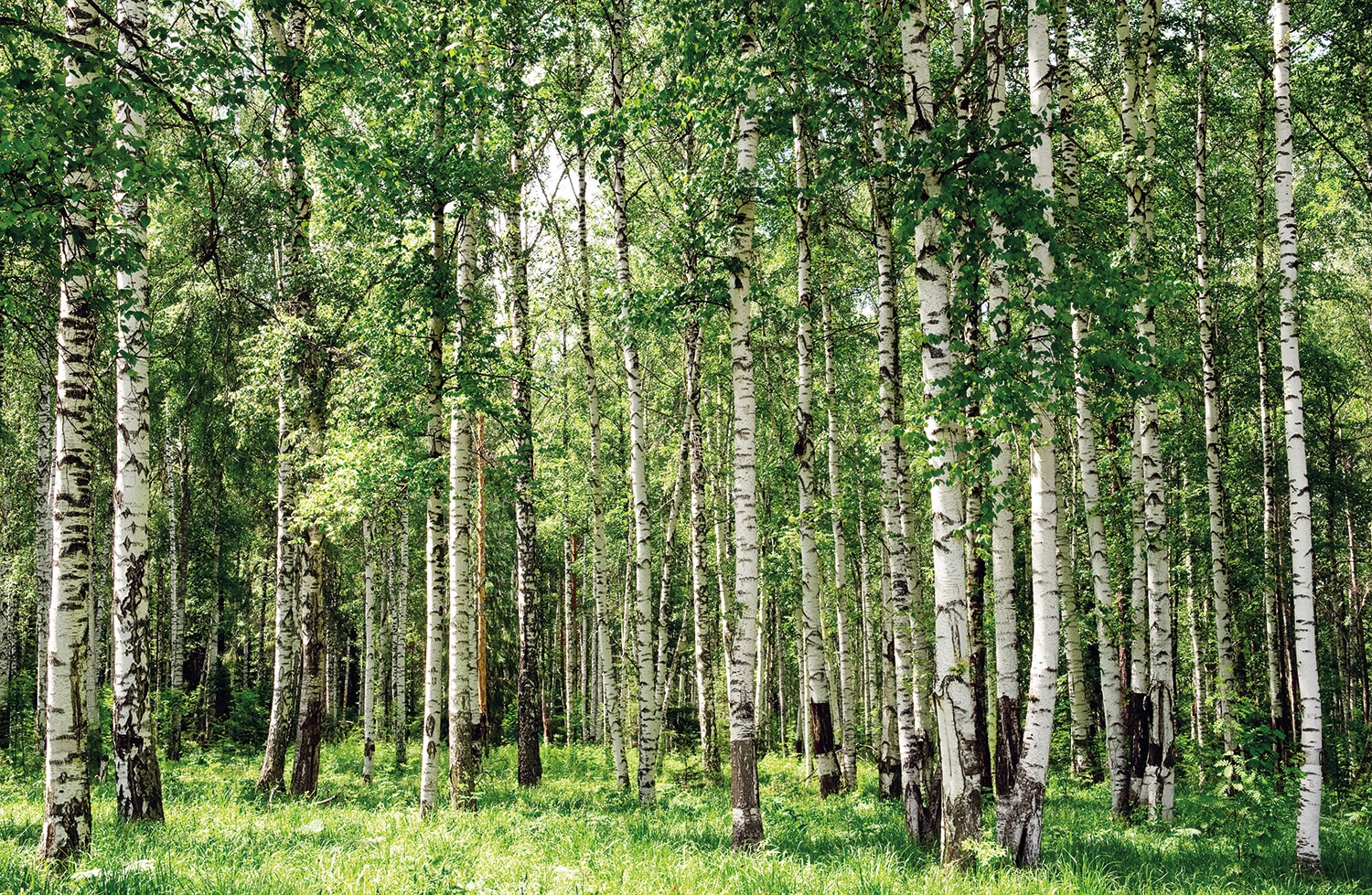 Papermoon Fototapete "Birch Forest" glatt