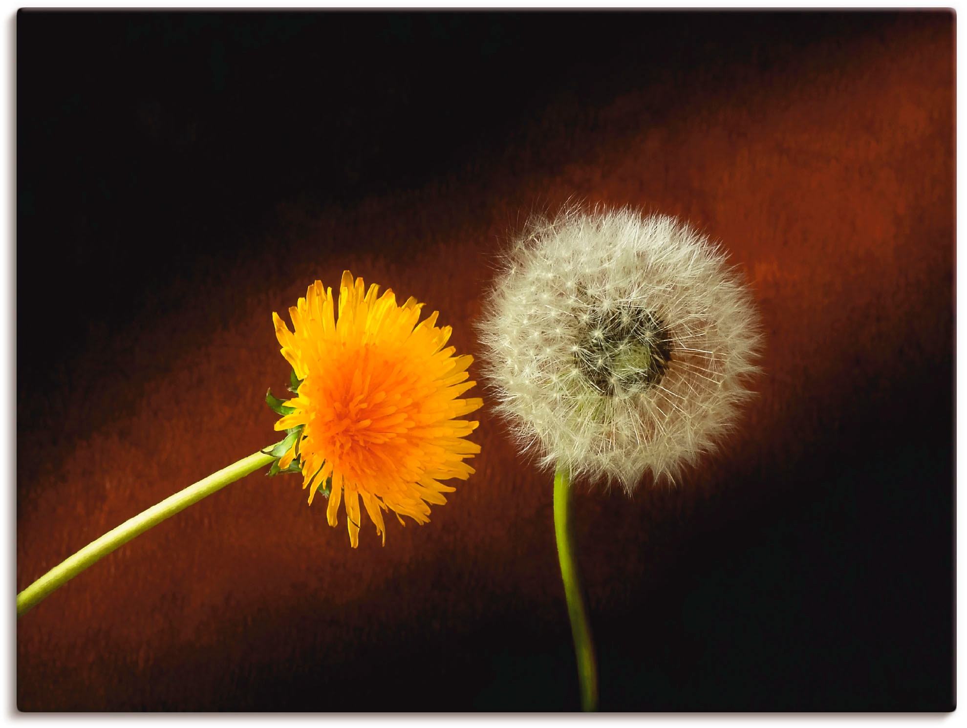 Artland Wandbild »Pusteblume«, in als Leinwandbild, BAUR Blumen, | (1 St.), kaufen Wandaufkleber versch. Poster oder Größen
