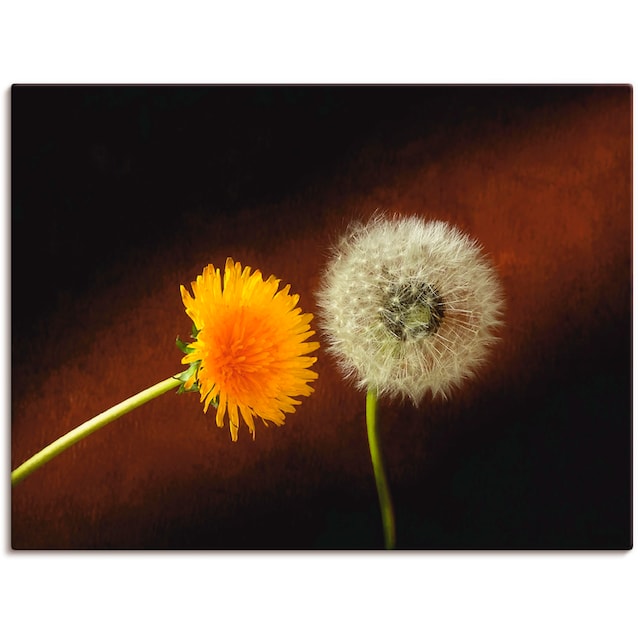 | versch. »Pusteblume«, BAUR Poster St.), als (1 Artland Größen kaufen in oder Blumen, Wandbild Wandaufkleber Leinwandbild,
