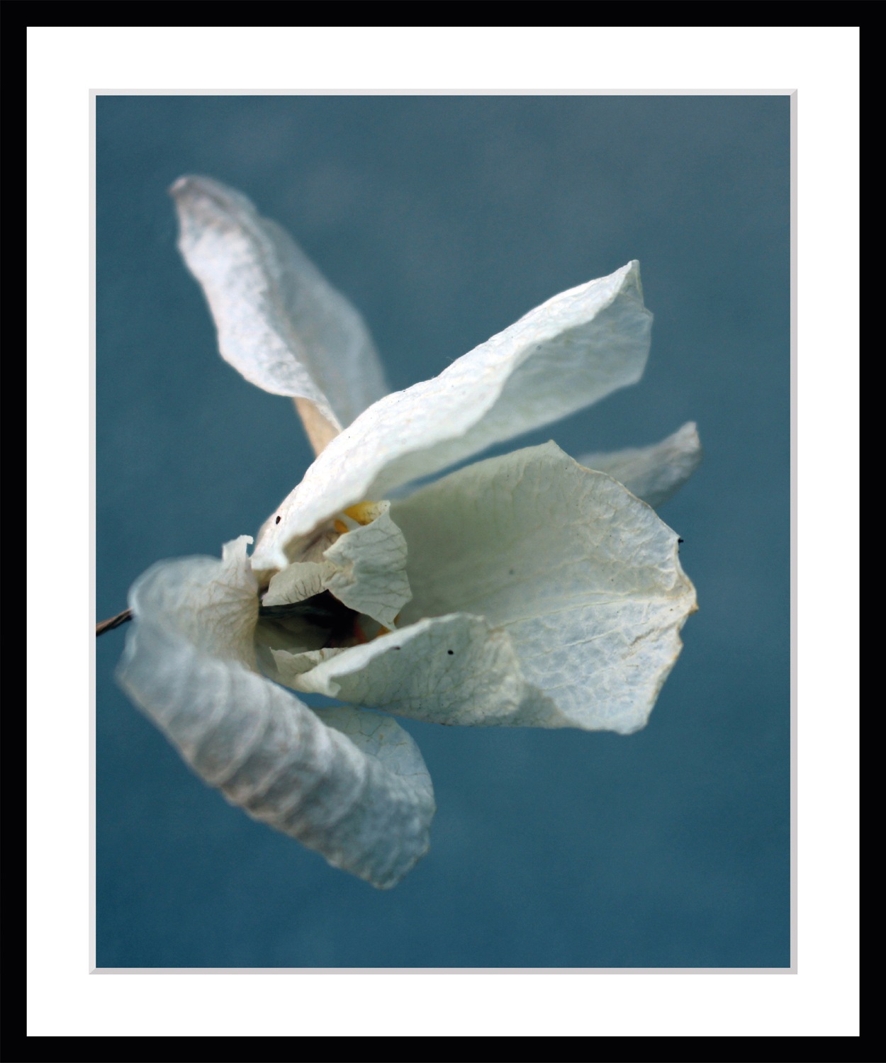 queence Bild »Amelie«, Blumen, Blumen, gerahmt