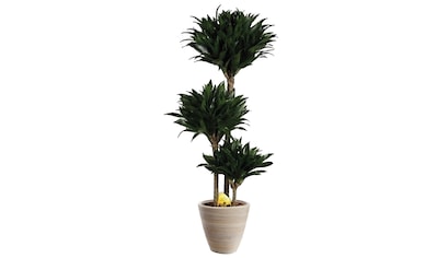 BCM Zimmerpflanze »Drachenbaum Compacta«, (1 St.), Zimmerpflanze kaufen
