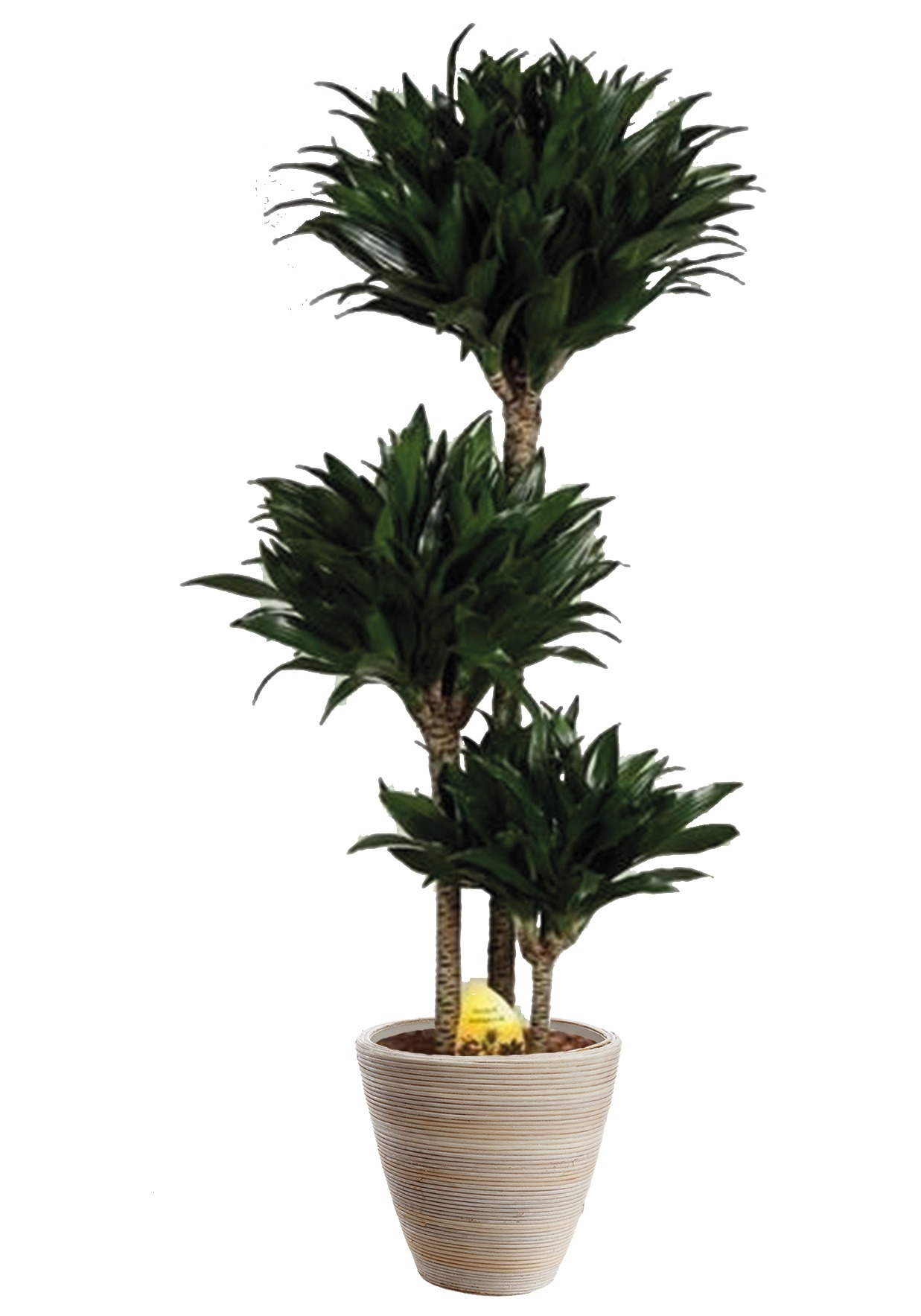 Zimmerpflanze »Drachenbaum Compacta«, (1 St.), Zimmerpflanze