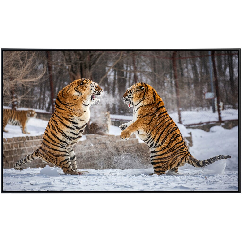 Papermoon Infrarotheizung »Kampf gegen Sibirische Tiger«