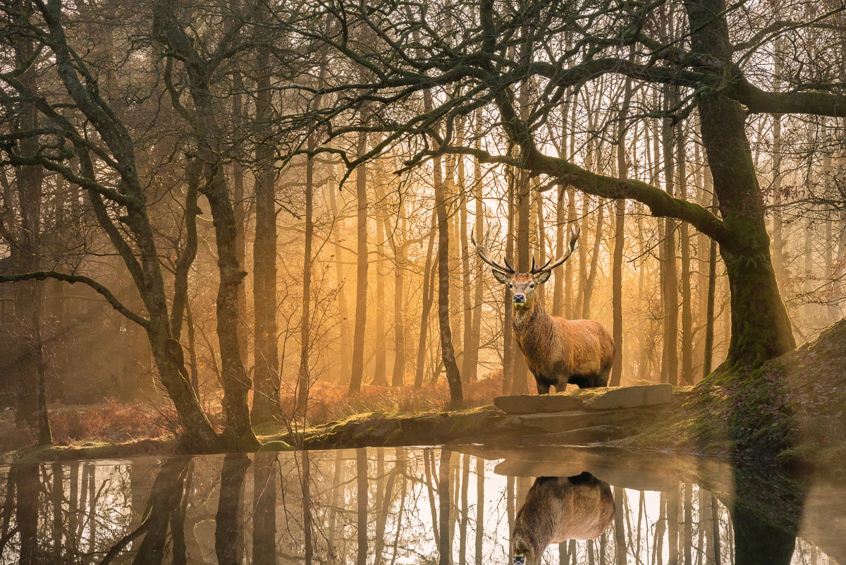 Papermoon Fototapete »Hirsch im Wald«