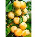 BCM Obstpflanze »Pflaume 'Mirabelle de Nancy' gelb«, (1 St.), Höhe: 80-100 cm, 1 Pflanze