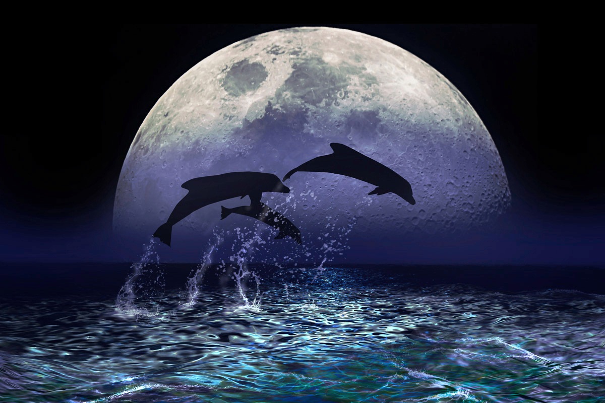 Papermoon Fototapete »Delfine bei Nacht«