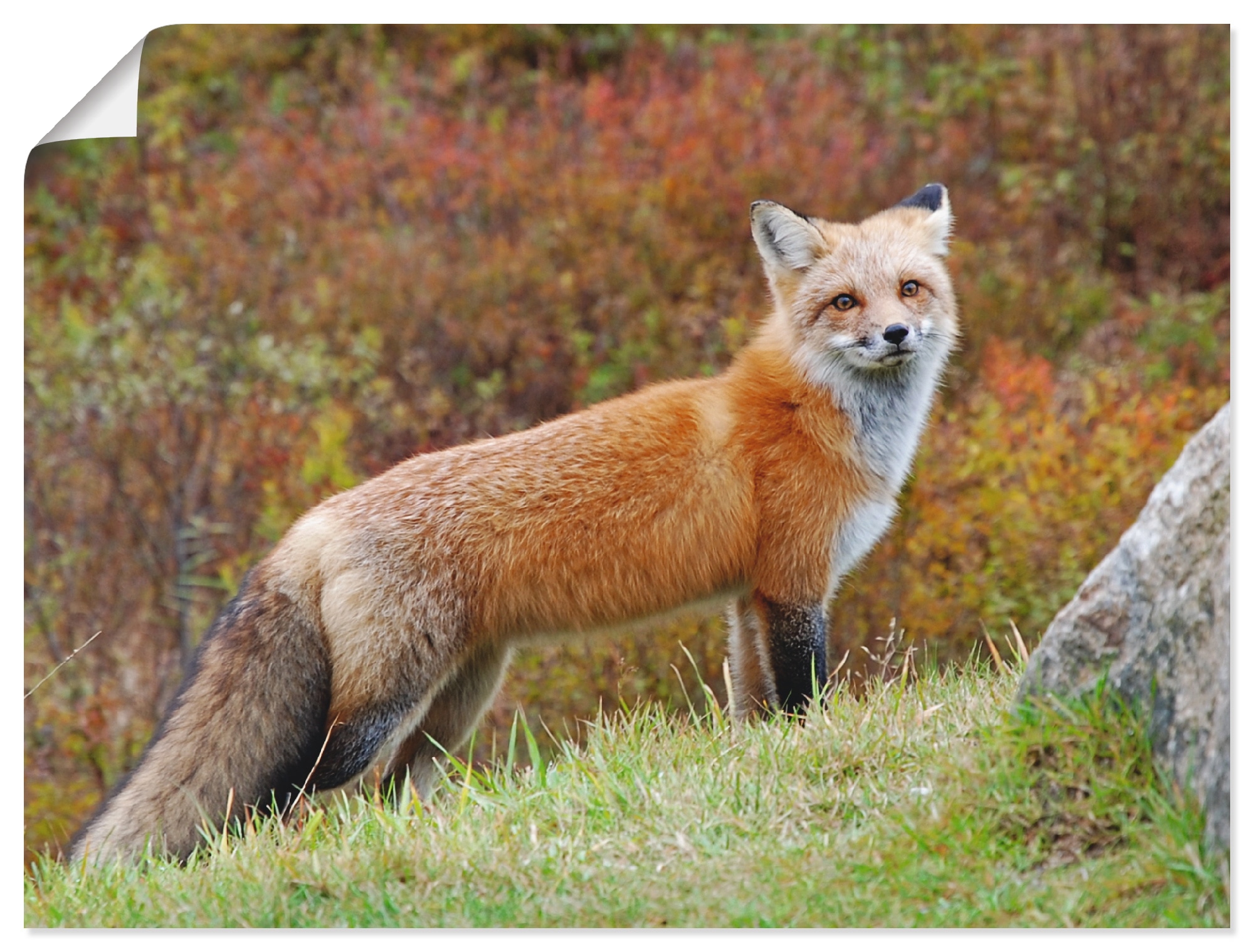 Artland Wandbild »Fuchs I«, Wildtiere, (1 St.), als Leinwandbild,  Wandaufkleber oder Poster in versch. Größen bestellen | BAUR