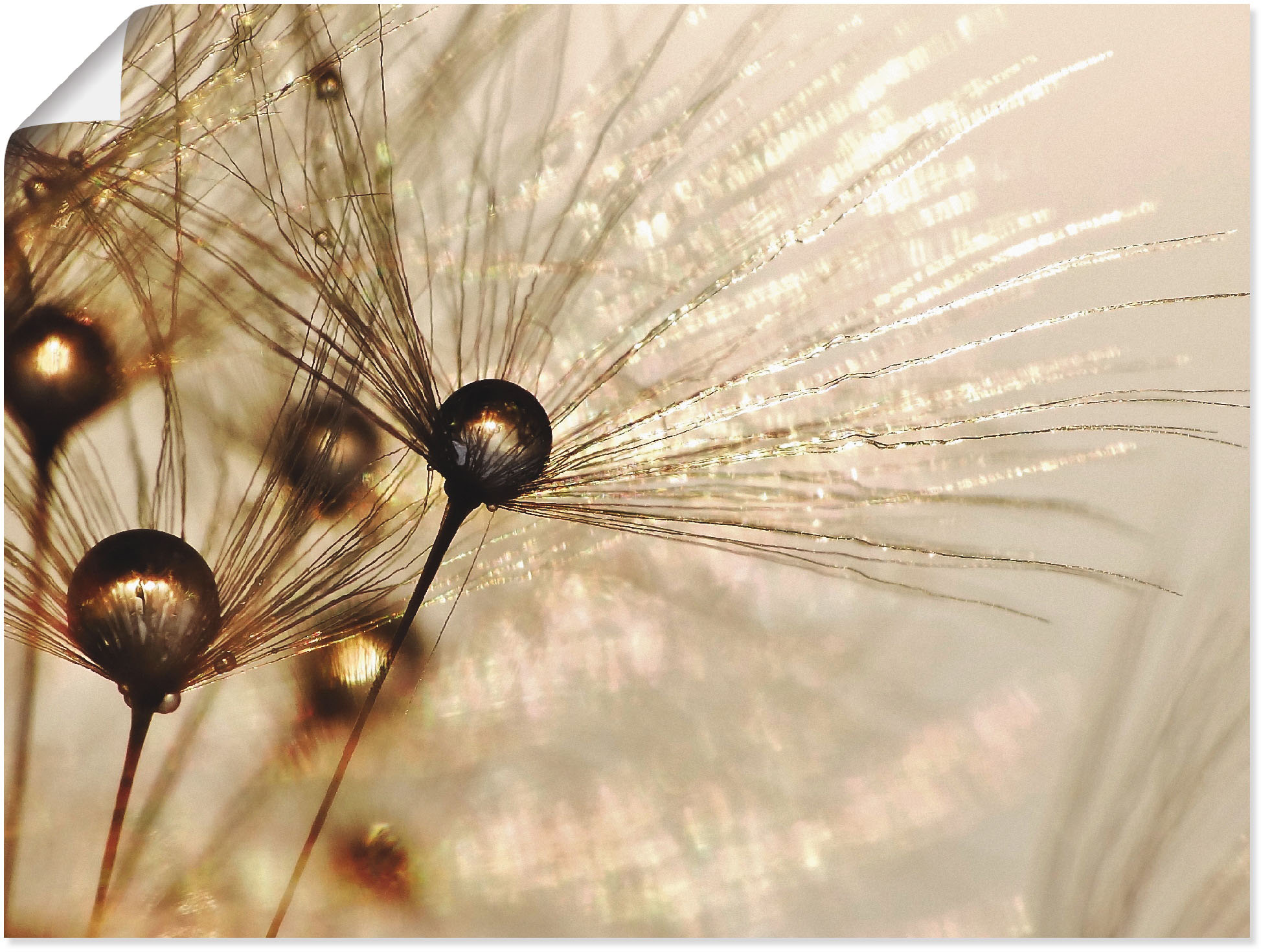 Artland Wandbild "Pusteblume Goldener Tropfen" Blumen 1 Stk. tlg. als Alubild, Leinwandbild, Poster in verschied. Größen