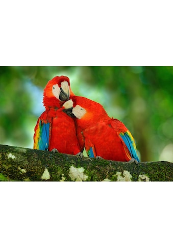 Papermoon Fototapetas »Papageien«