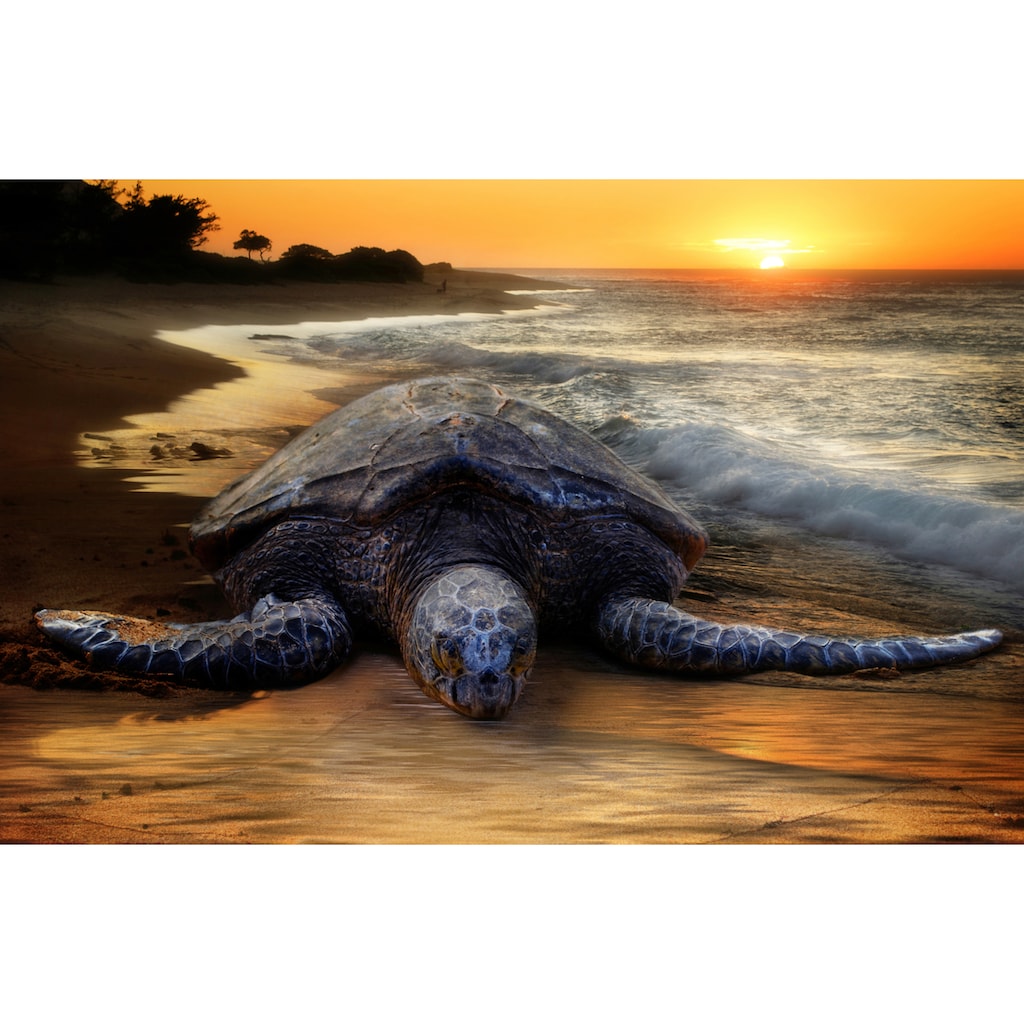 Papermoon Fototapete »STRAND-SCHILDKRÖTE SONNENUNTERGANG MEER TIERE FISCHE«