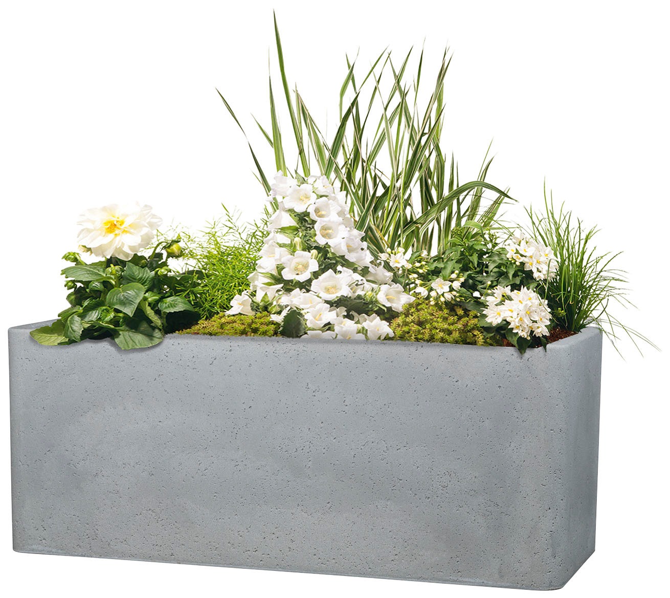 Scheurich Blumentopf »80/140 ALEA BOX«