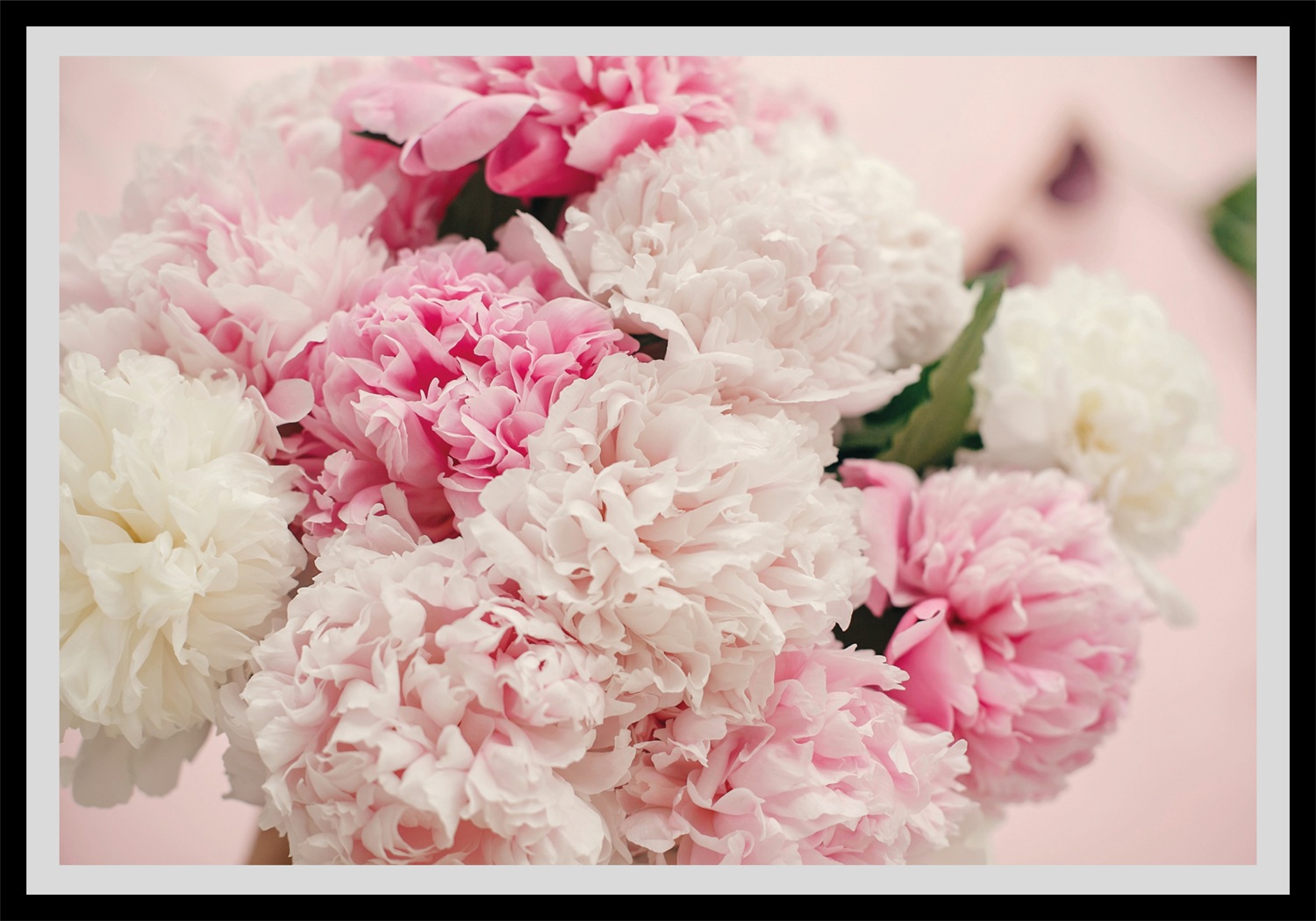 queence Bild »Martin«, Blumen, gerahmt, Rosen