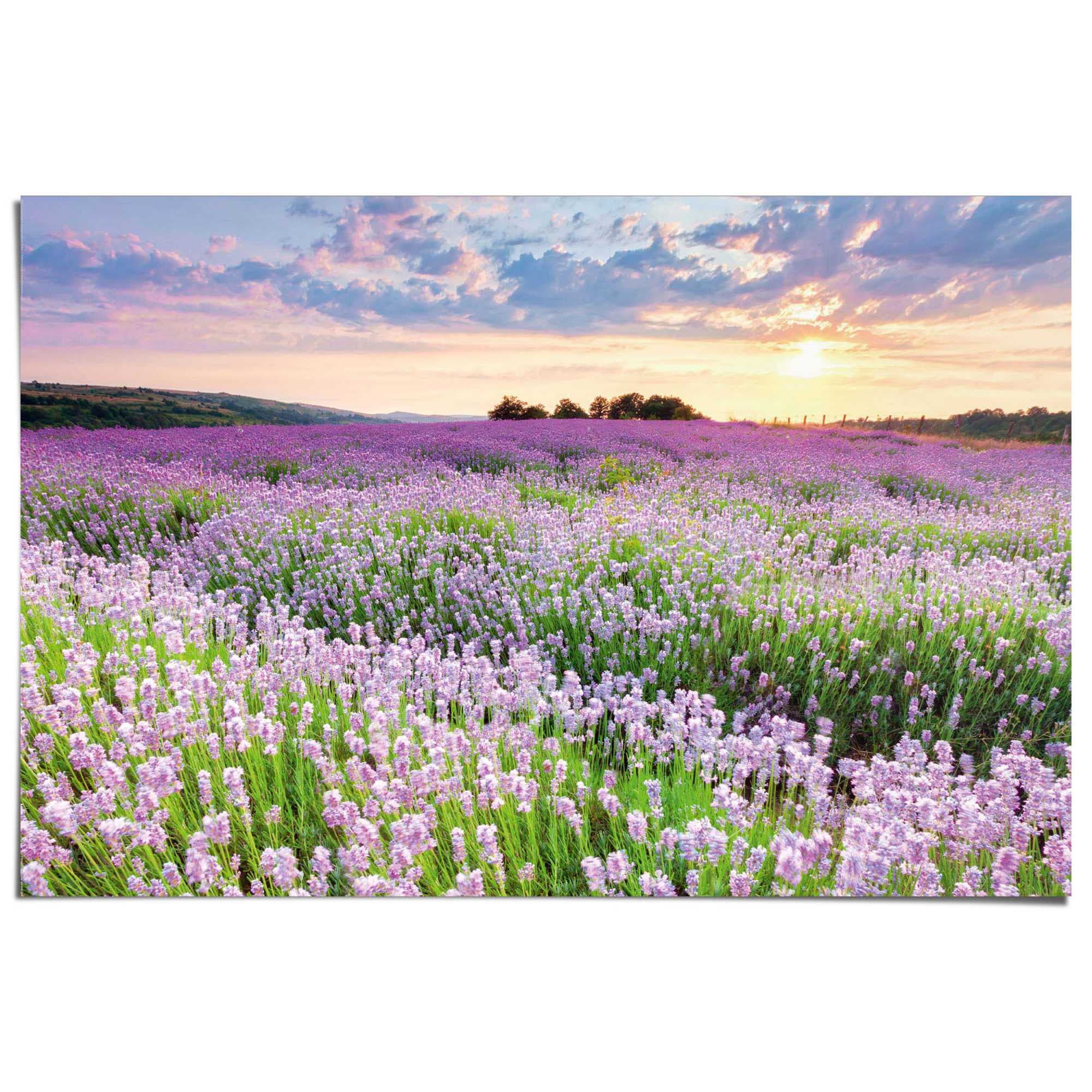 Reinders Poster "Lavendelfeld", Hobbyraum - Lila - 150 gr. Papier - Blumen günstig online kaufen