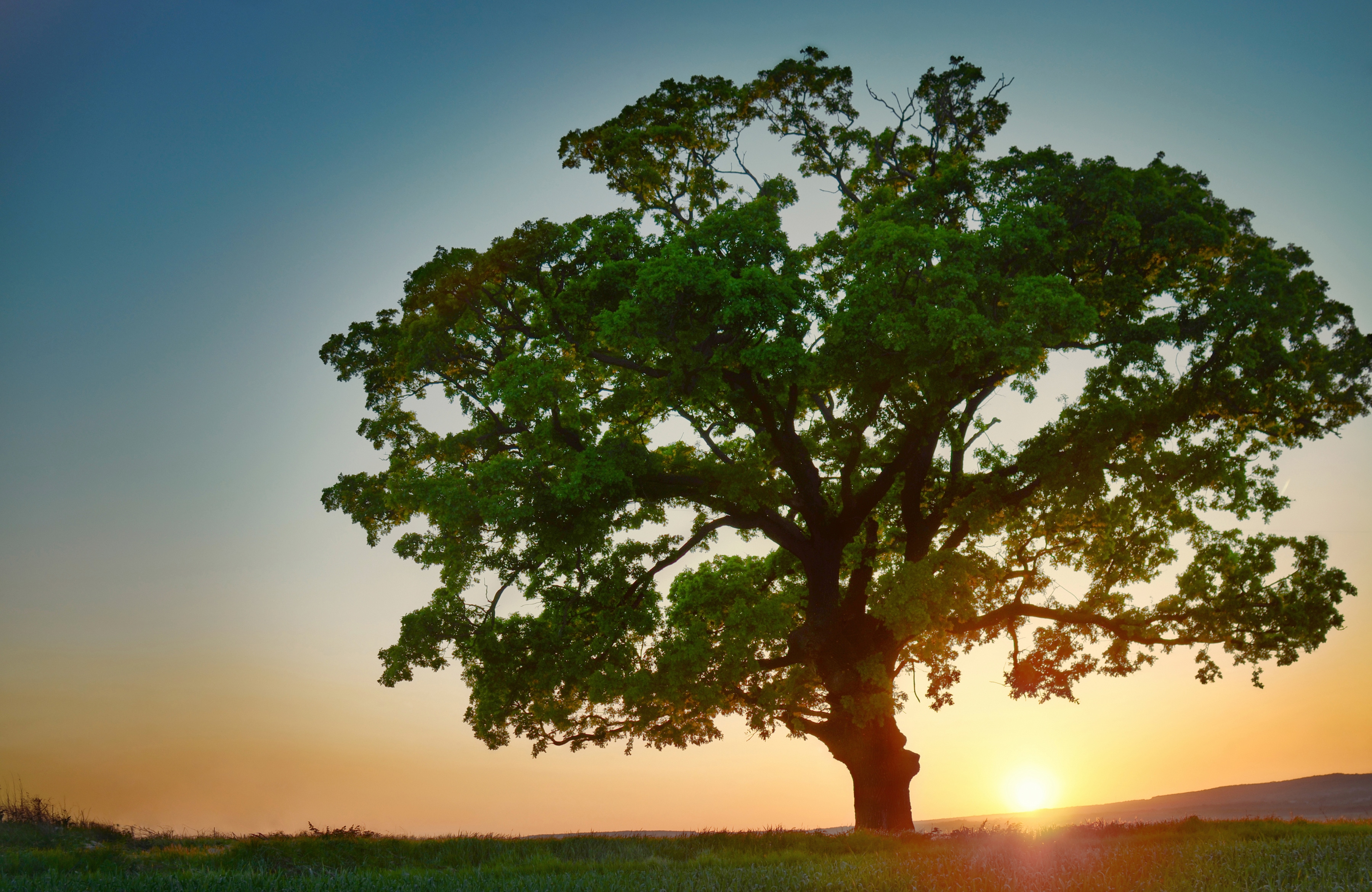 Papermoon Fototapete "BAUM-NATUR LANDSCHAFT HERBST WALD BÄUME SONNENUNTERGANG"