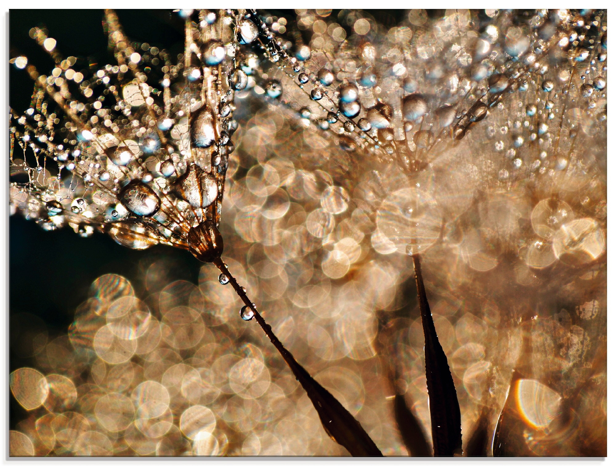 Glasbild »Pusteblume Goldschimmer«, Blumen, (1 St.), in verschiedenen Größen