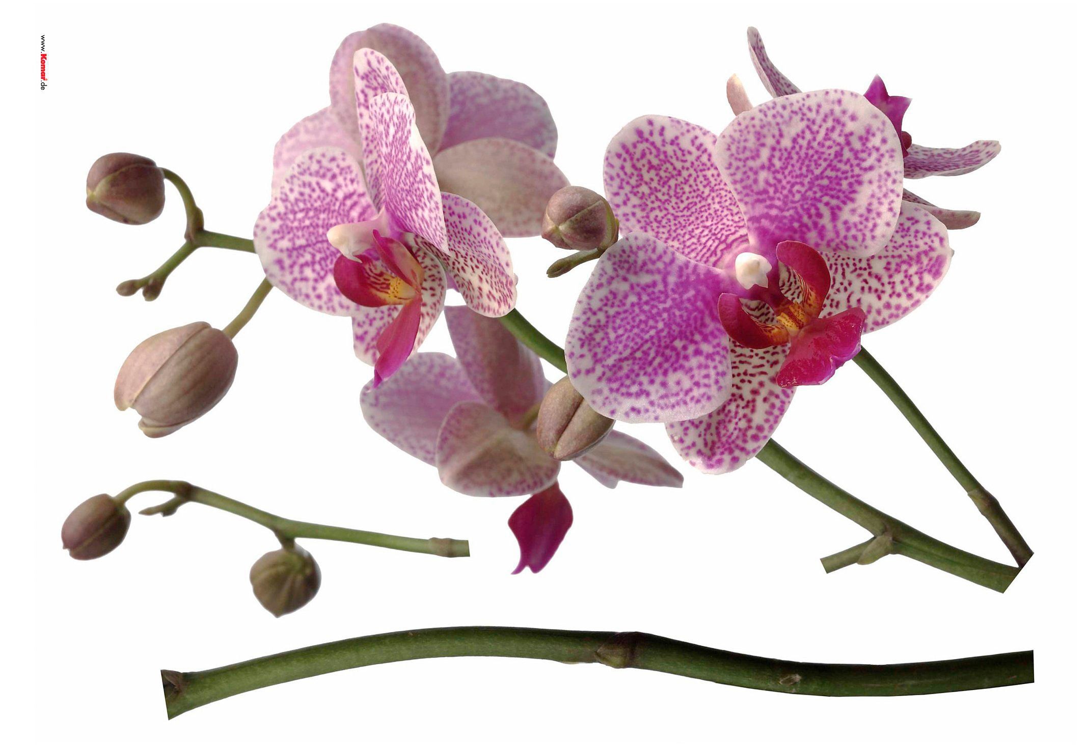 Komar Wandtattoo »Orchidee«, 100x70 cm (Breite x Höhe), selbstklebendes Wandtattoo