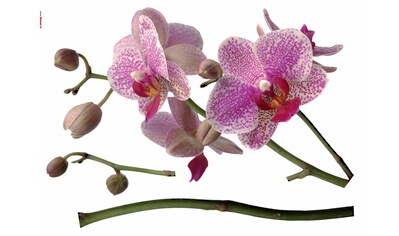 Wandtattoo »Orchidee«, 100x70 cm (Breite x Höhe), selbstklebendes Wandtattoo