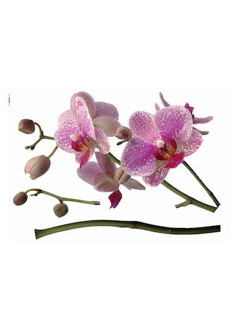 Komar Wandtattoo »Orchidee« 100x70 cm (Breit...