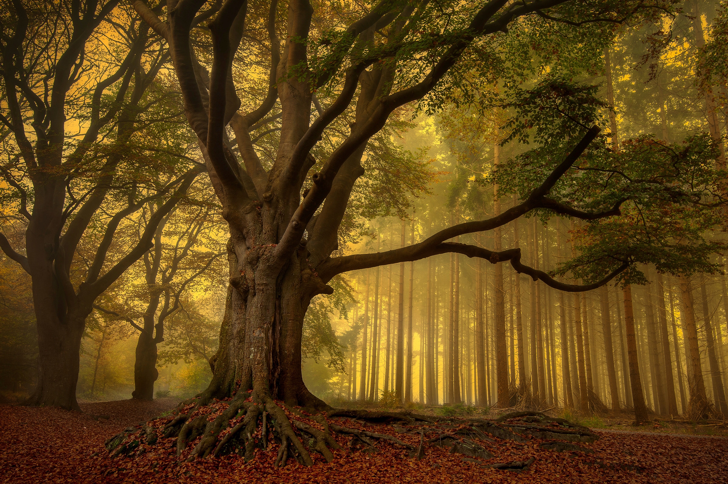 Papermoon Fototapete »Photo-Art PIET HAAKSMA, ALTER BAUM«