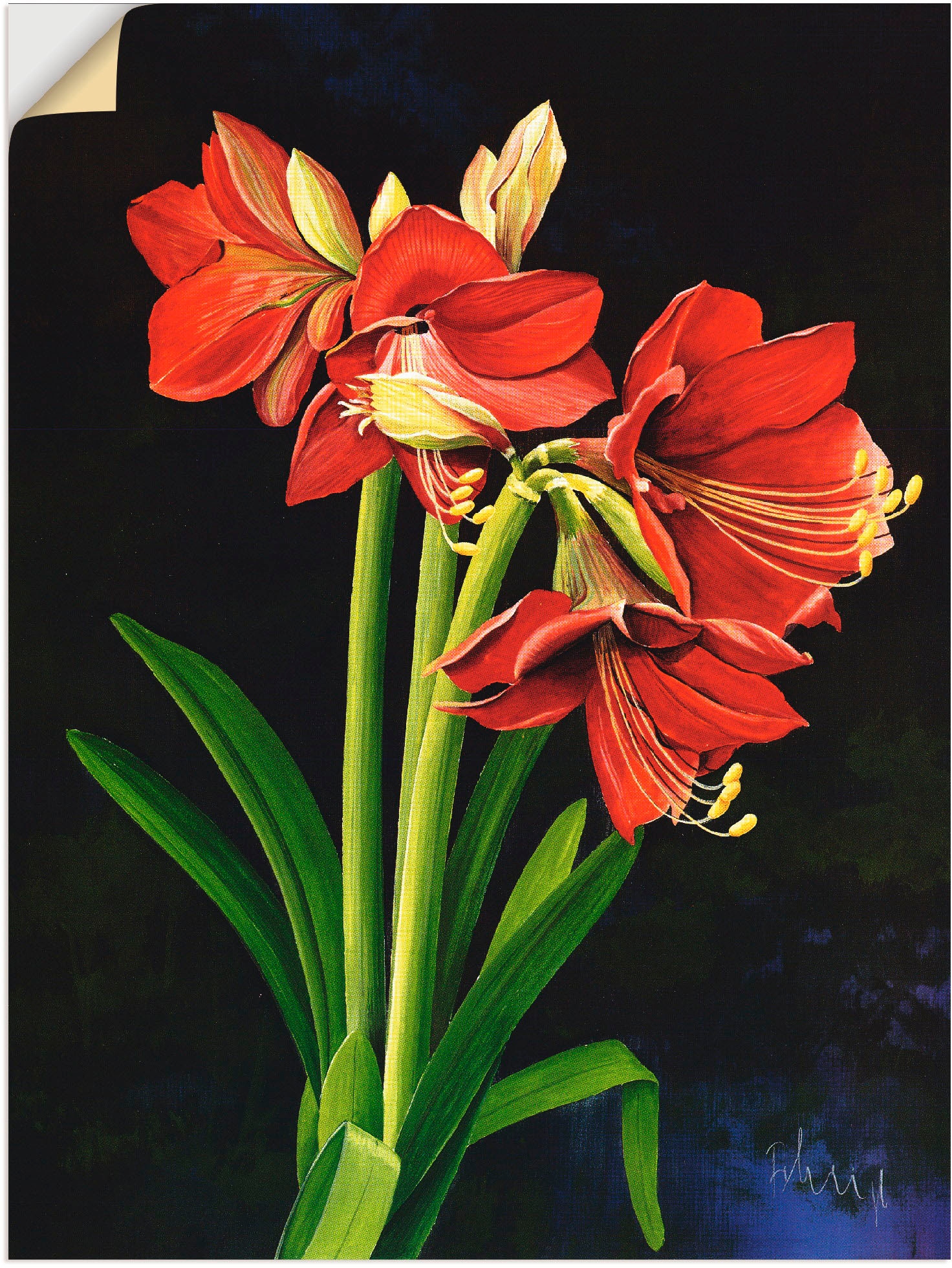 Artland Wandfolie "Amaryllis", Blumen, (1 St.), selbstklebend