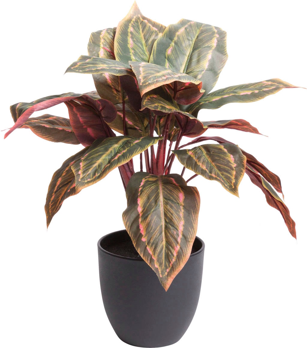 kaufen BAUR Botanic-Haus | Zimmerpflanze Künstliche »Calathea«