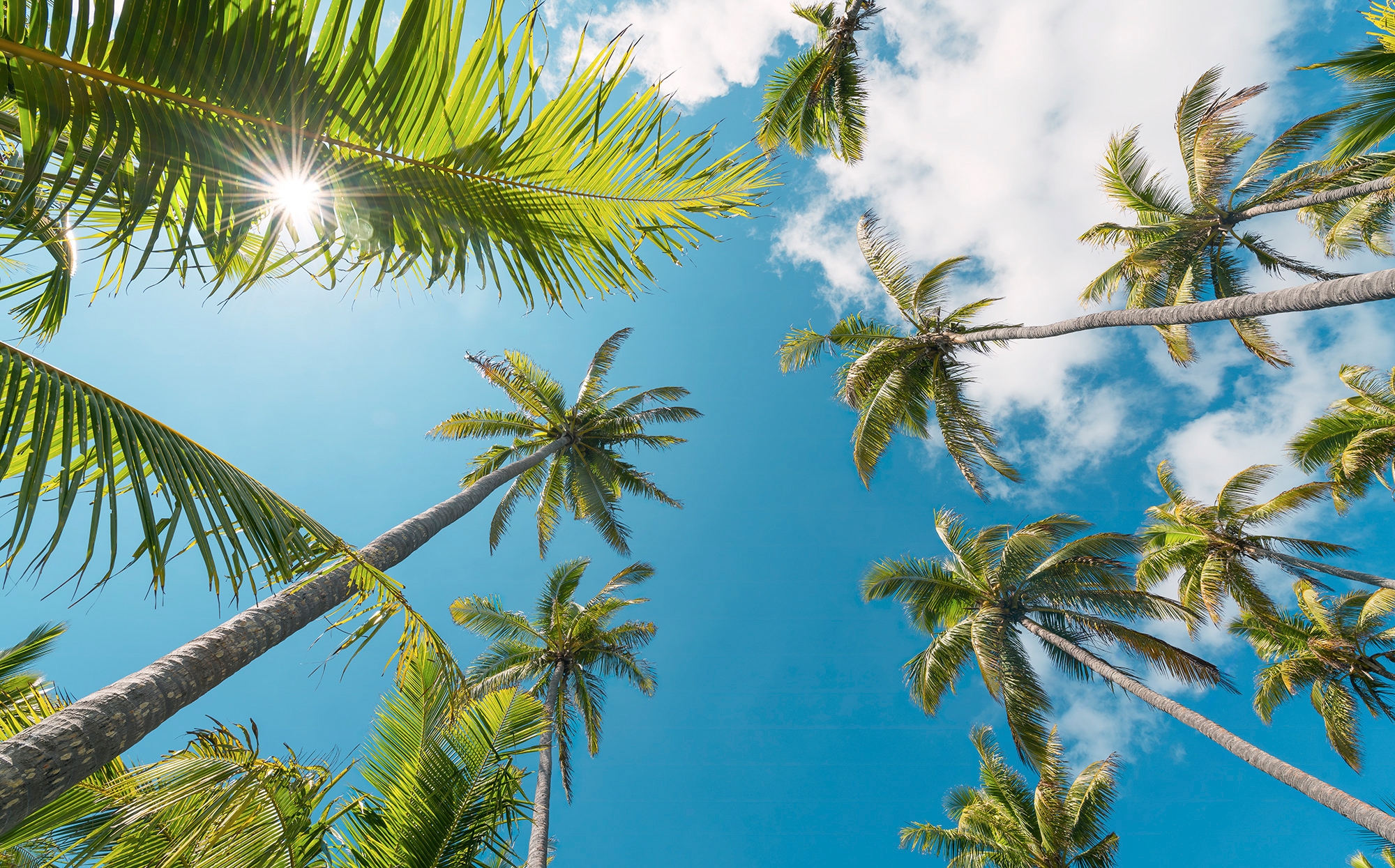 Komar Vliestapete "Coconut Heaven II", 450x280 cm (Breite x Höhe), Wohnzimmer, Schlafzimmer