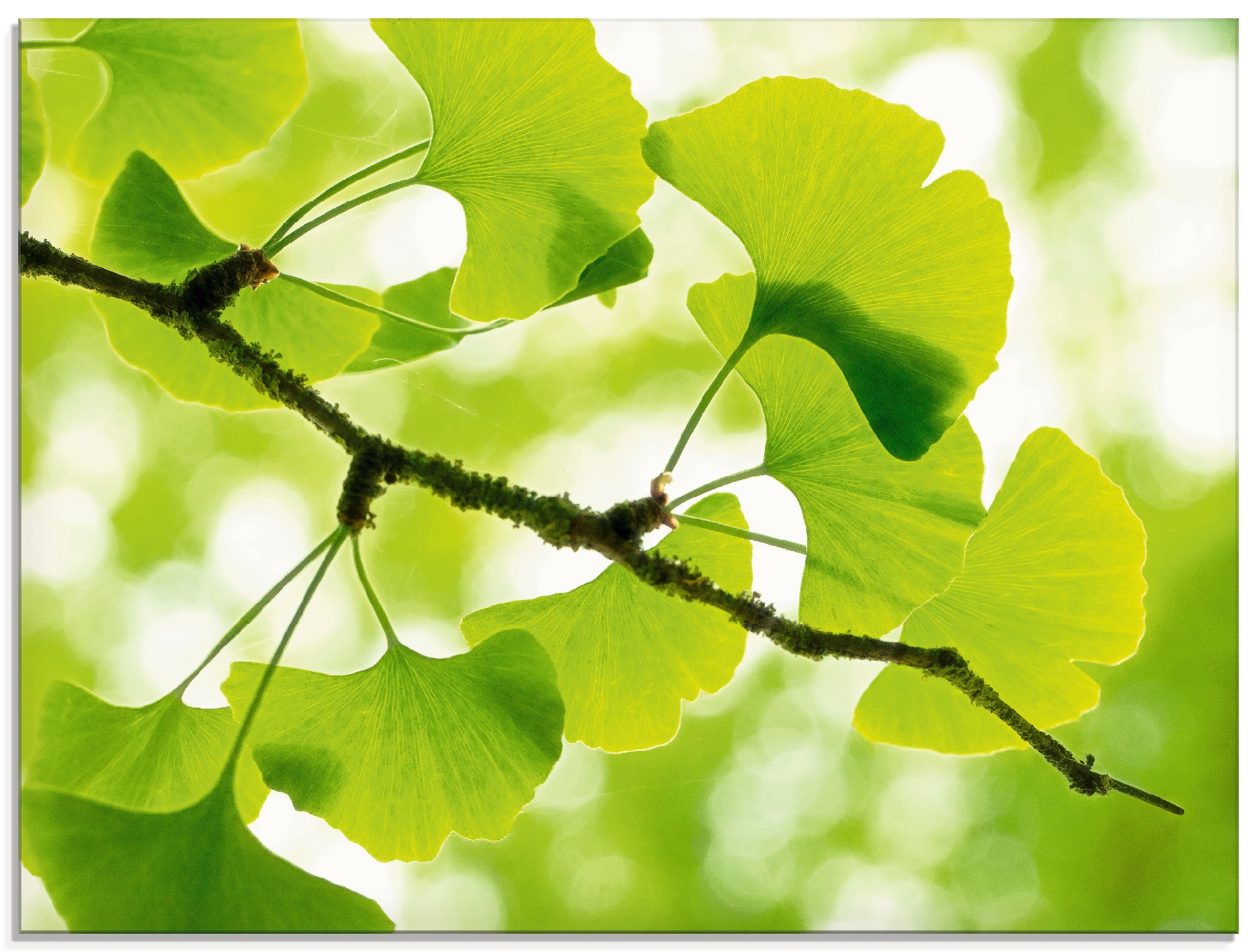 Artland Glasbild "Ginkgo", Blätter, (1 St.), in verschiedenen Größen