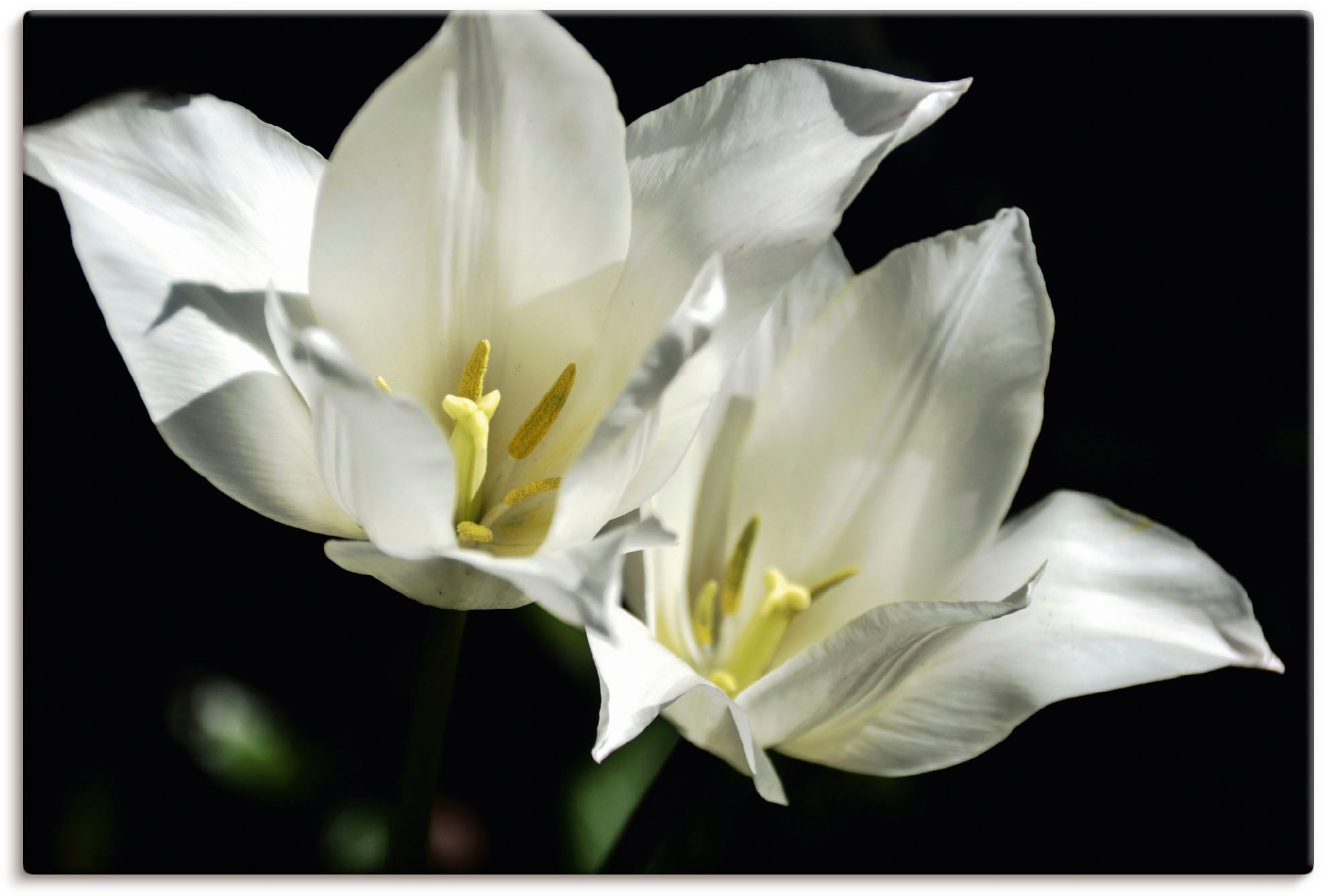 Artland Wandbild »Tulpen - weiß in als Leinwandbild, auf Blumenbilder, Poster | oder Alubild, Wandaufkleber kaufen (1 Größen BAUR St.), versch. schwarz«