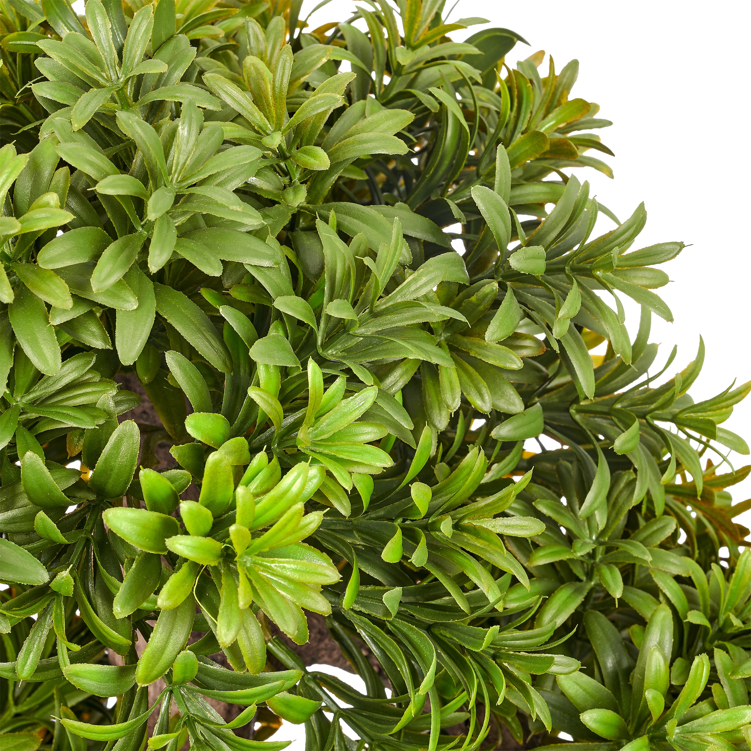 Creativ green Kunstbonsai »Bonsai Podocarpus macrophyllus« in naturgetreuer Gestaltung