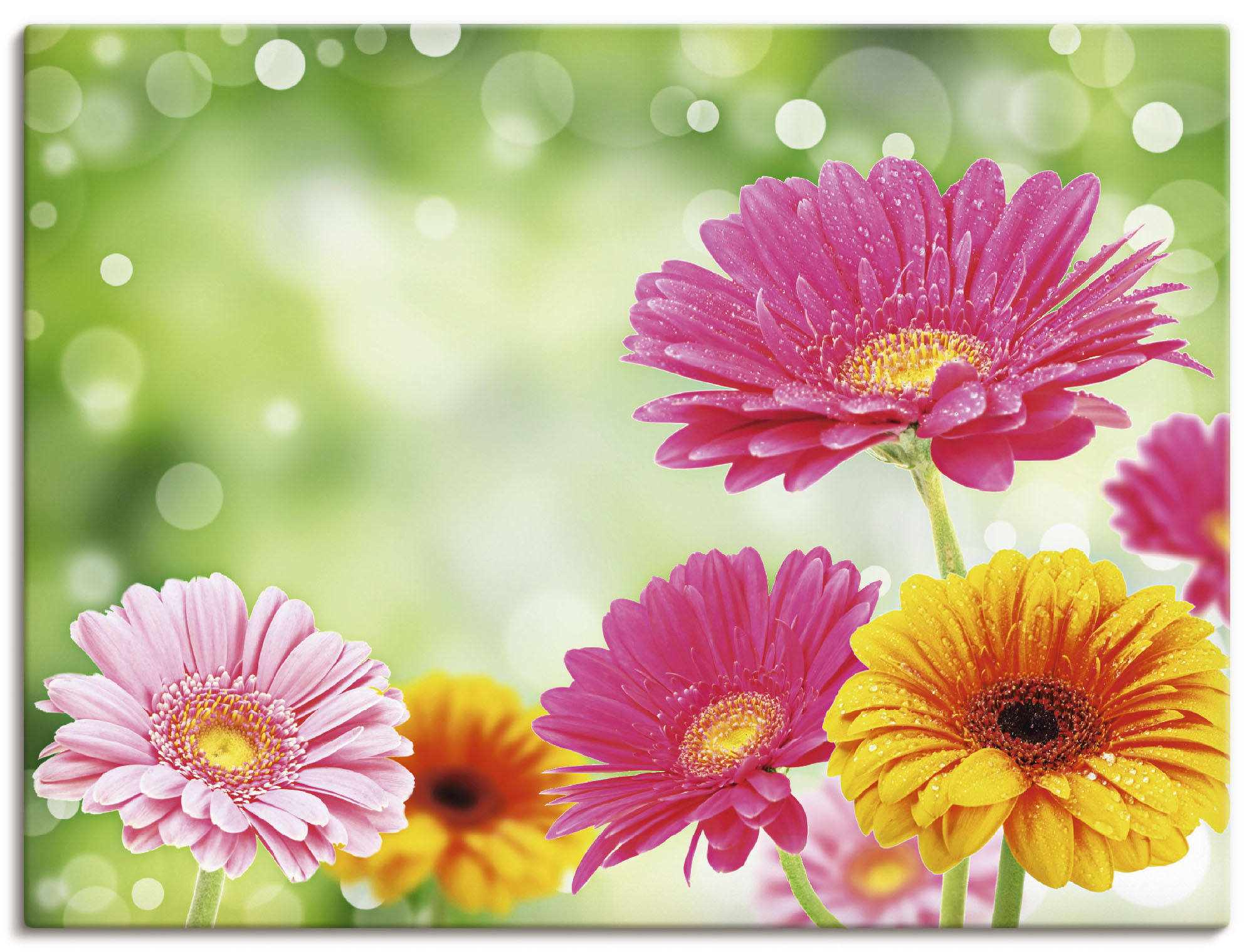 Artland Leinwandbild "Natürliche Romantik - Gerberas" Blumen 1 Stk. tlg. auf Holzrahmen gespannt