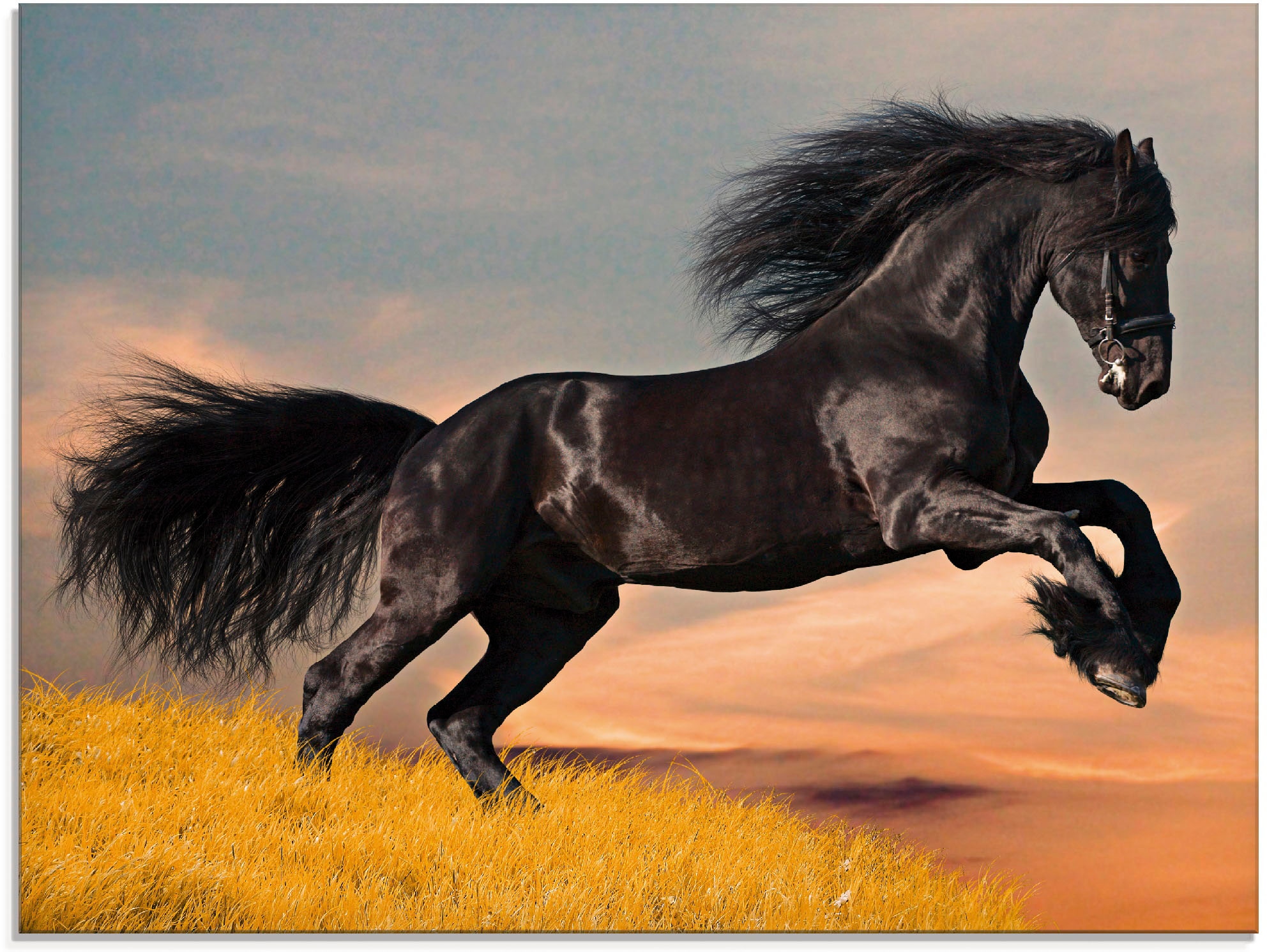 Artland Glasbild "Friesischer Hengstgalopp" Haustiere 1 Stk. tlg. in versch günstig online kaufen